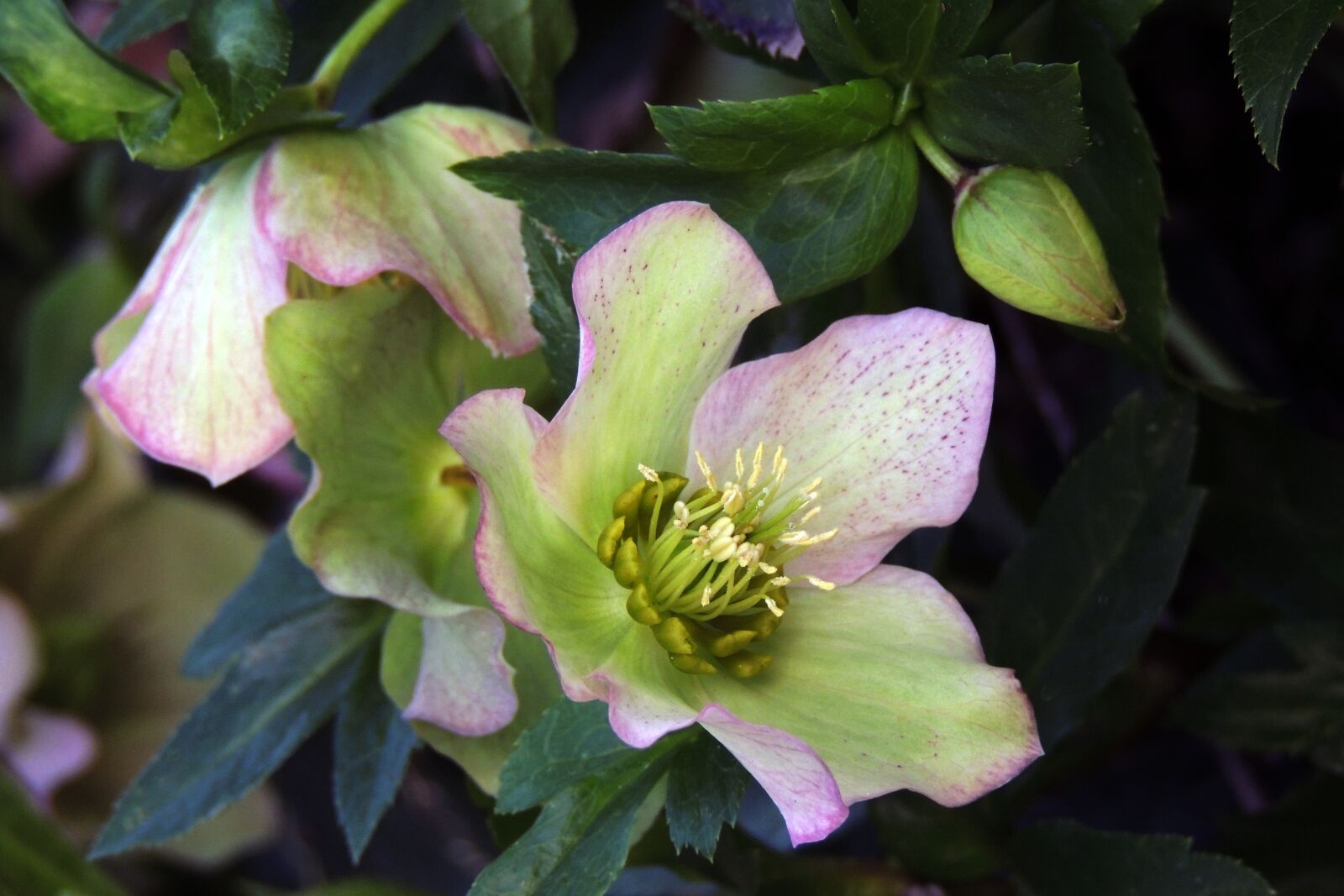 Nikon Coolpix P510 sample photo. Helleborus, hellebore, flower photography