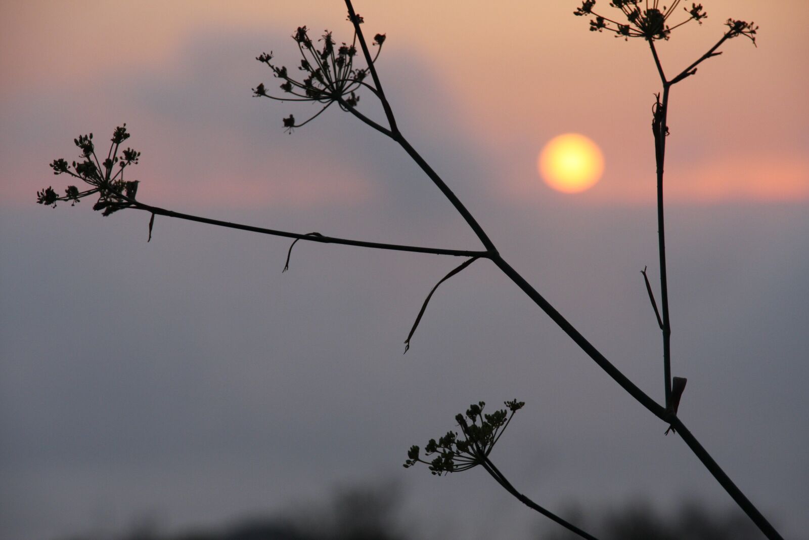 Canon EOS 40D sample photo. Sunset, fennel, sun photography