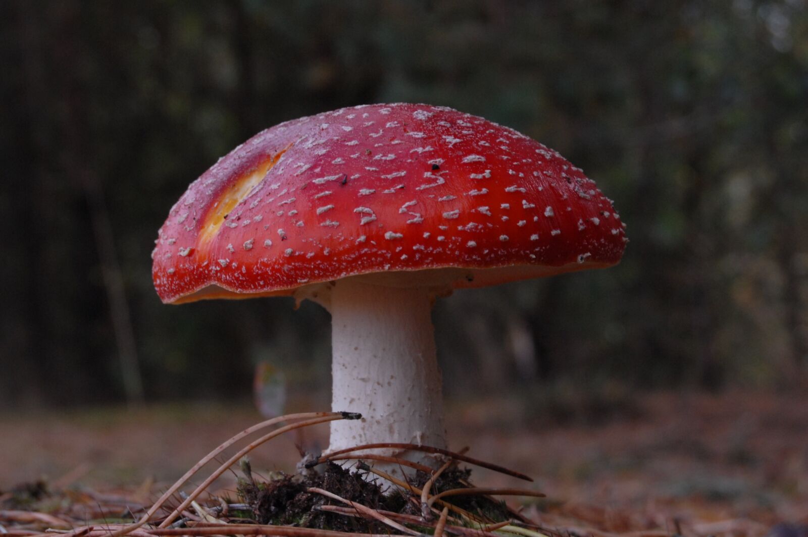 Nikon D200 sample photo. Fly agaric, mushroom, red photography