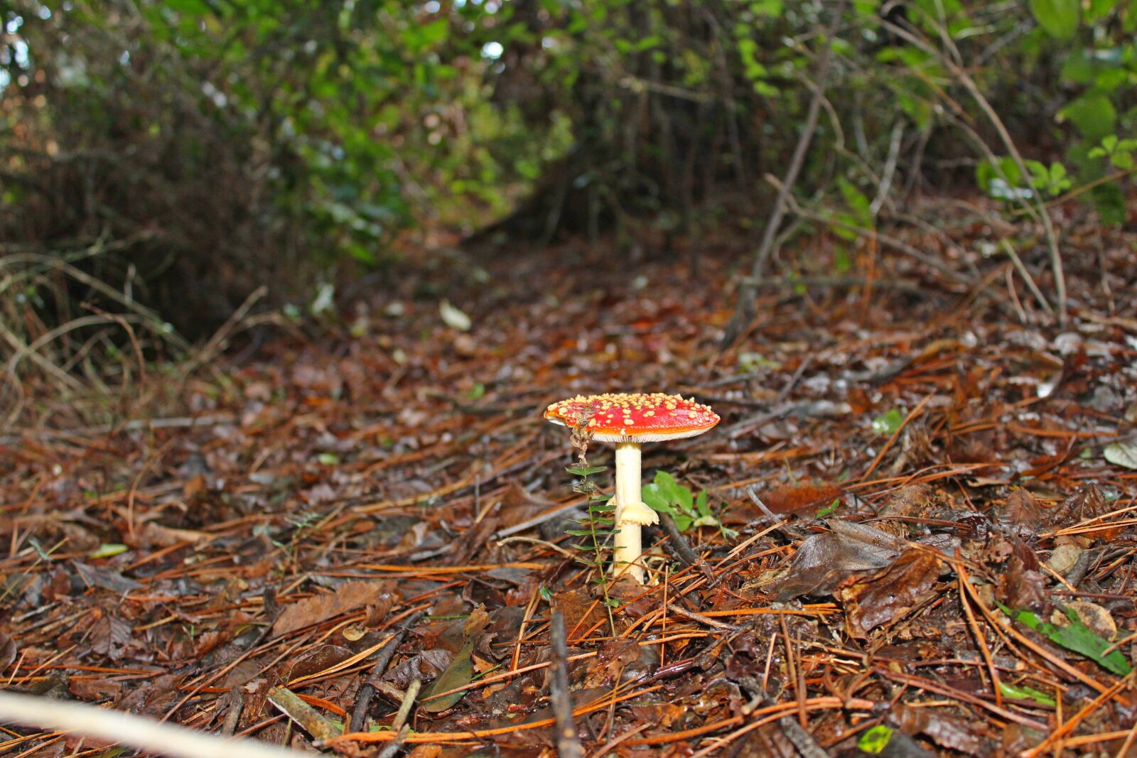 Canon EOS 1200D (EOS Rebel T5 / EOS Kiss X70 / EOS Hi) sample photo. Mushroom, forest, nature photography