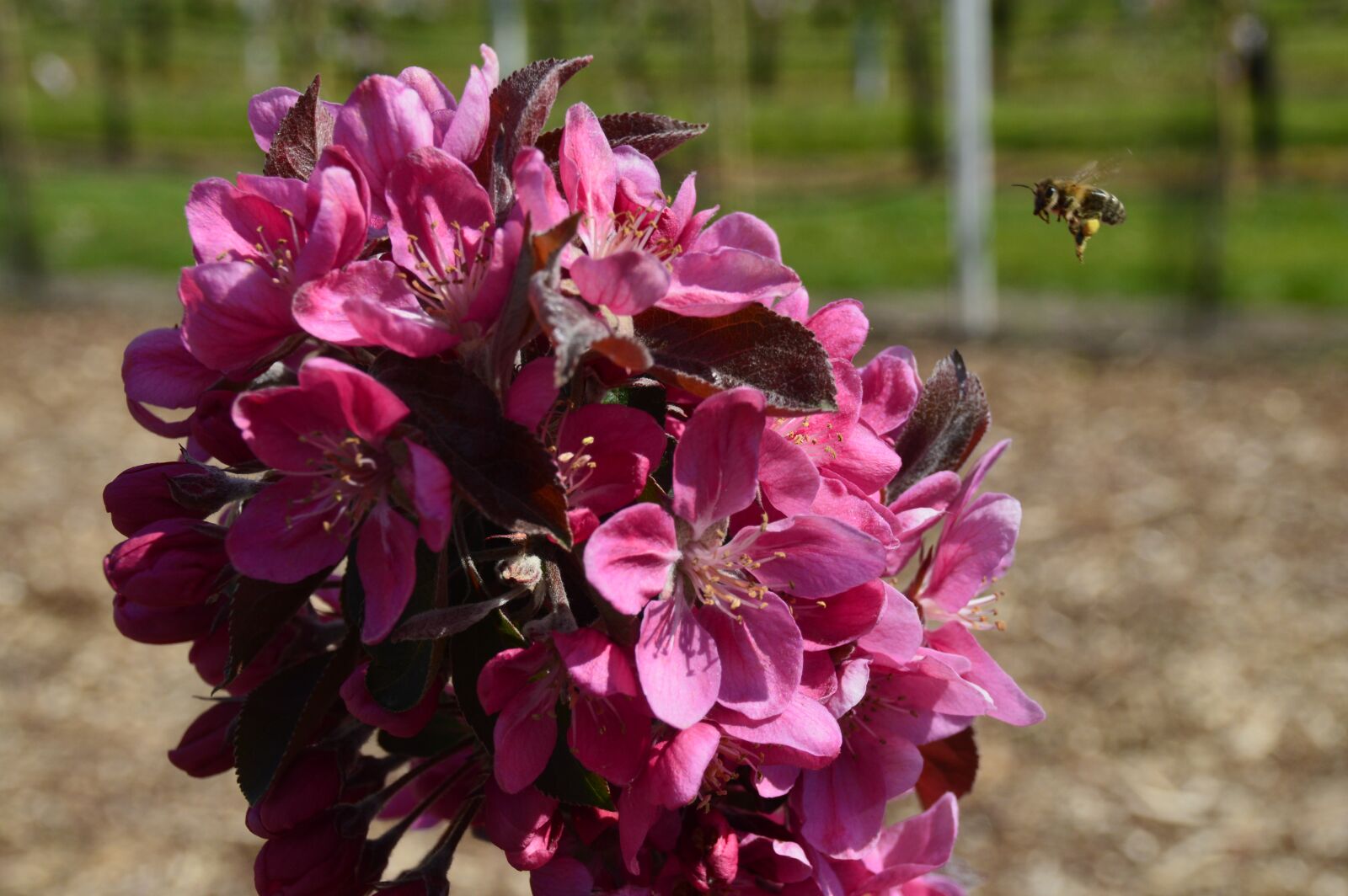 Nikon D3200 sample photo. Flower, bee, botanical garden photography