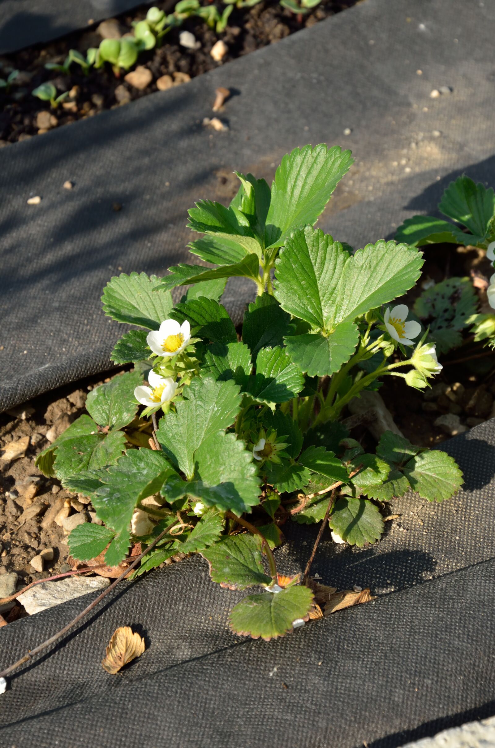 Nikon D7000 sample photo. Fruit, strawberry, garden photography