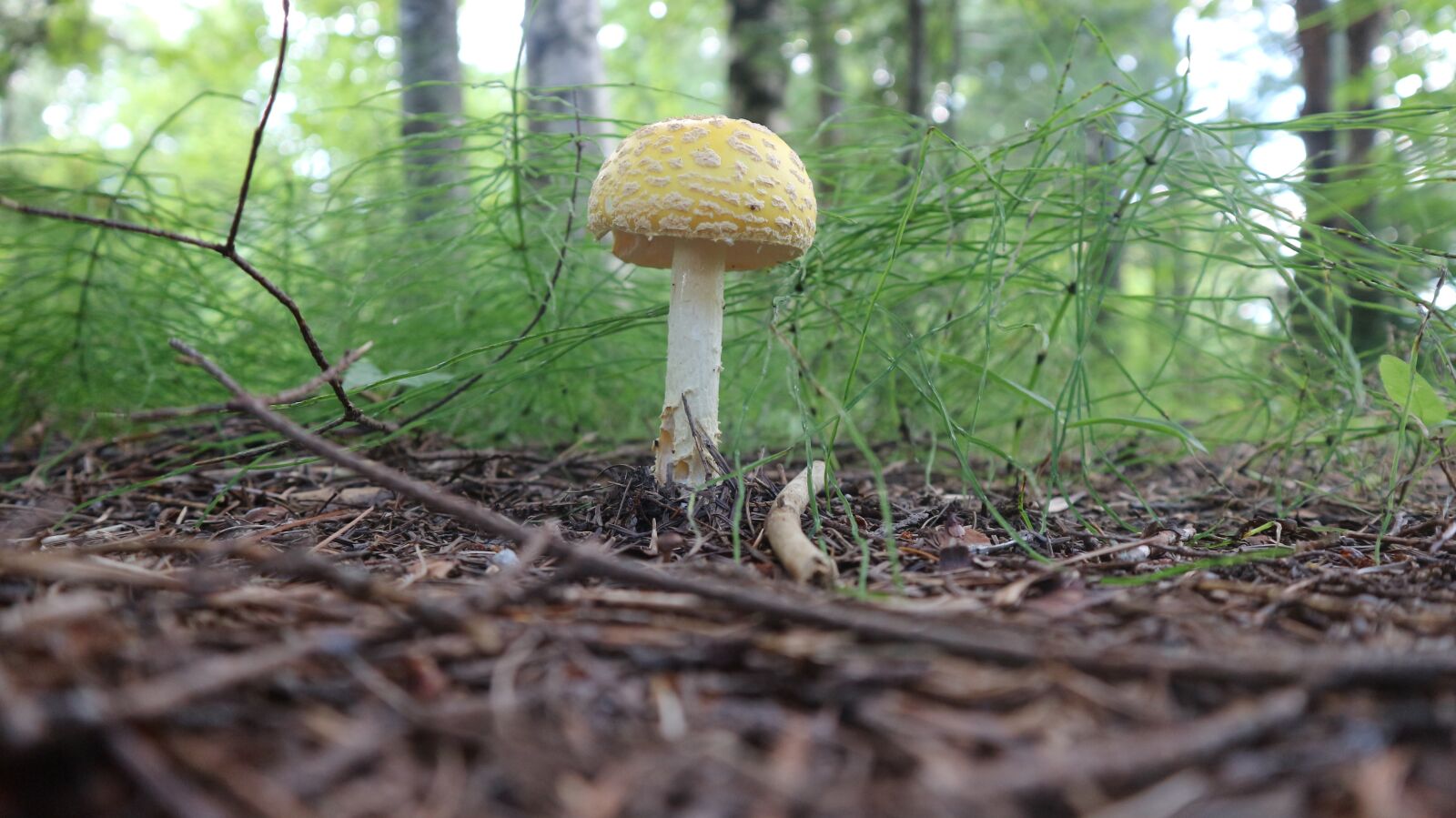 Canon EOS M10 sample photo. Fungus, nature, mushrooms photography