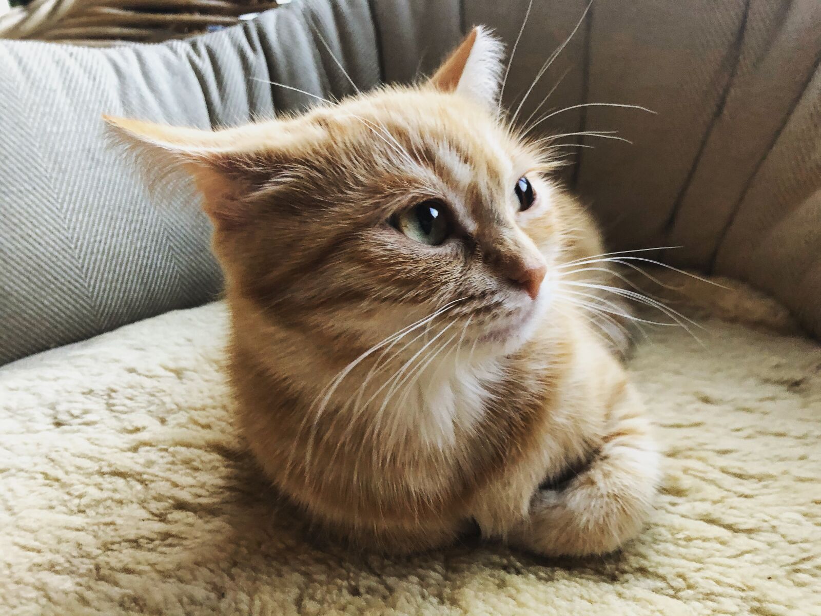 iPhone 8 back camera 3.99mm f/1.8 sample photo. Katze, kätzchen, gustaf photography