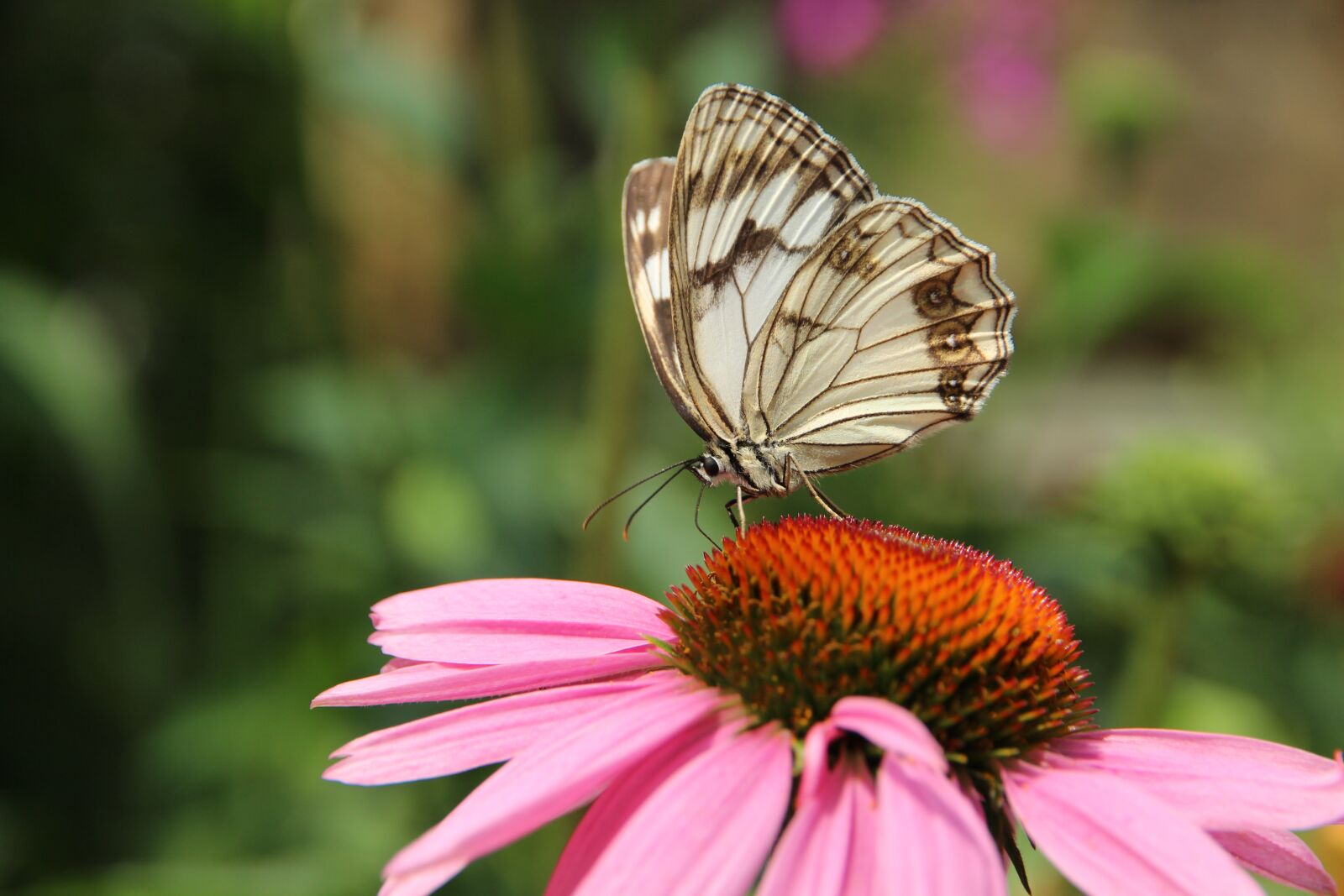 Canon EOS 650D (EOS Rebel T4i / EOS Kiss X6i) sample photo. Butterfly, echinacea, medicinal plant photography