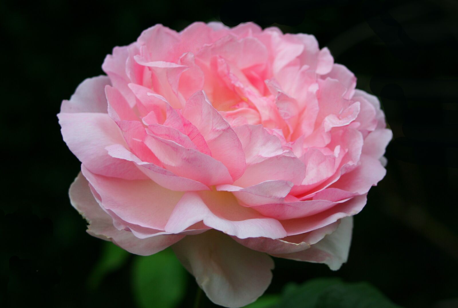 Canon EOS 350D (EOS Digital Rebel XT / EOS Kiss Digital N) sample photo. Rose, flower, blossom photography