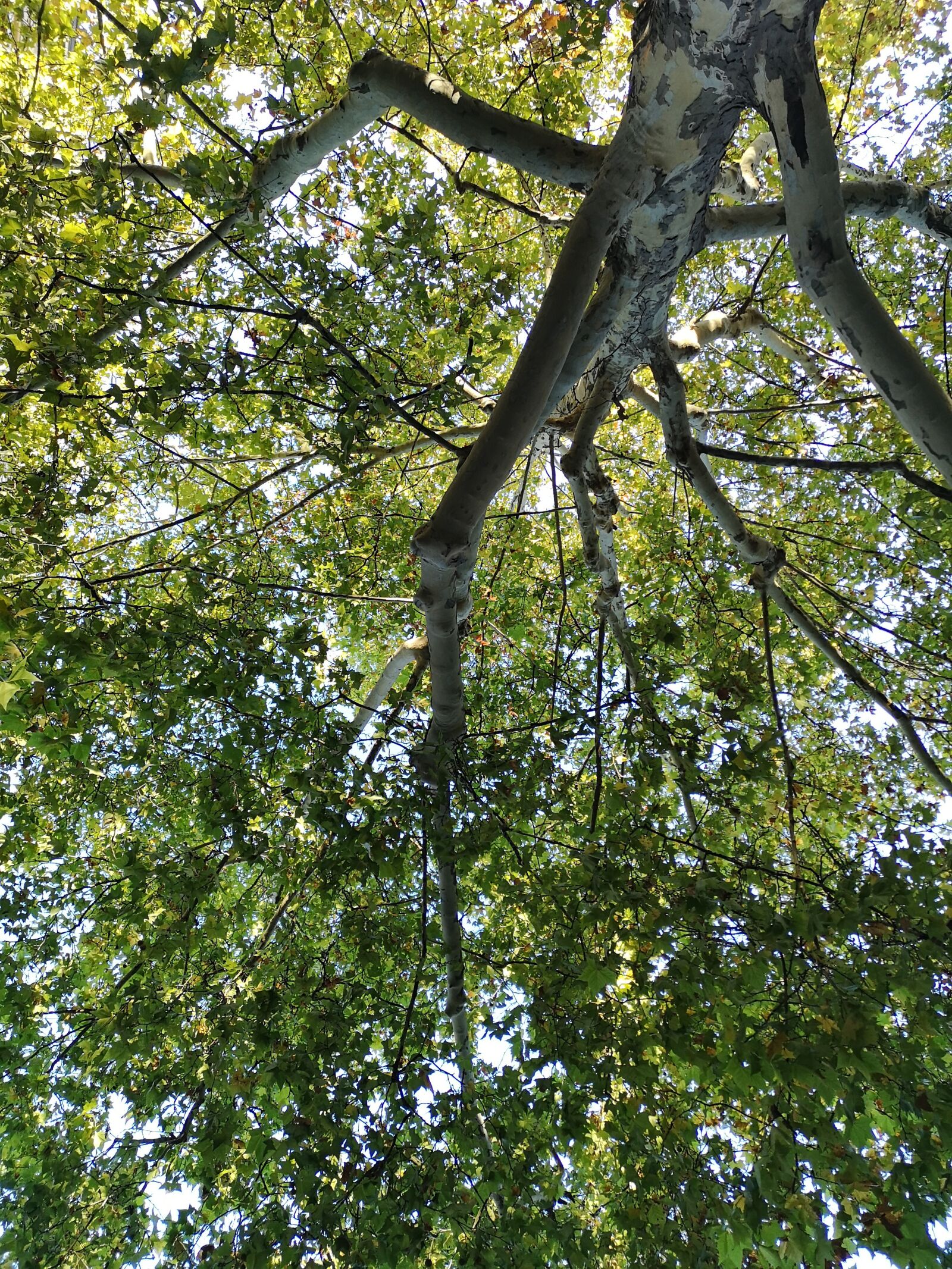 HUAWEI CLT-L29 sample photo. Tree, nature, from the photography