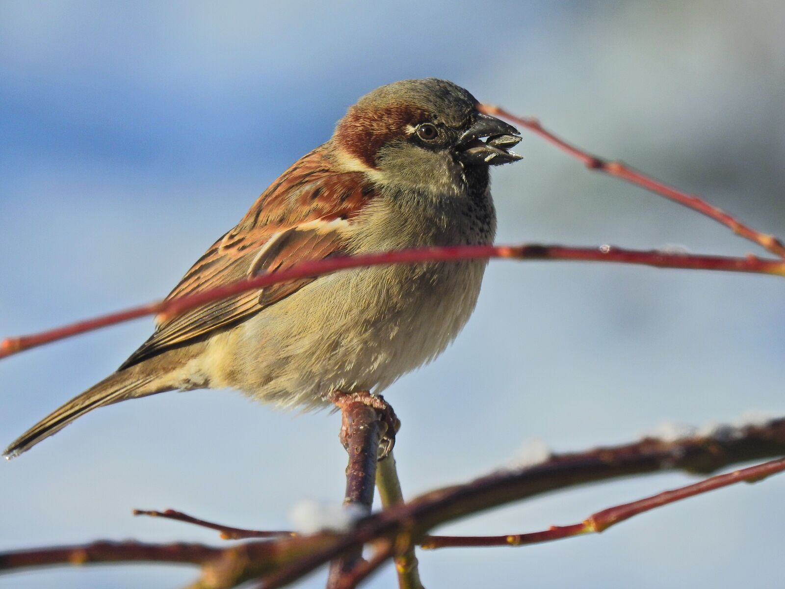 Nikon Coolpix P900 sample photo. Bird, winter, nature photography