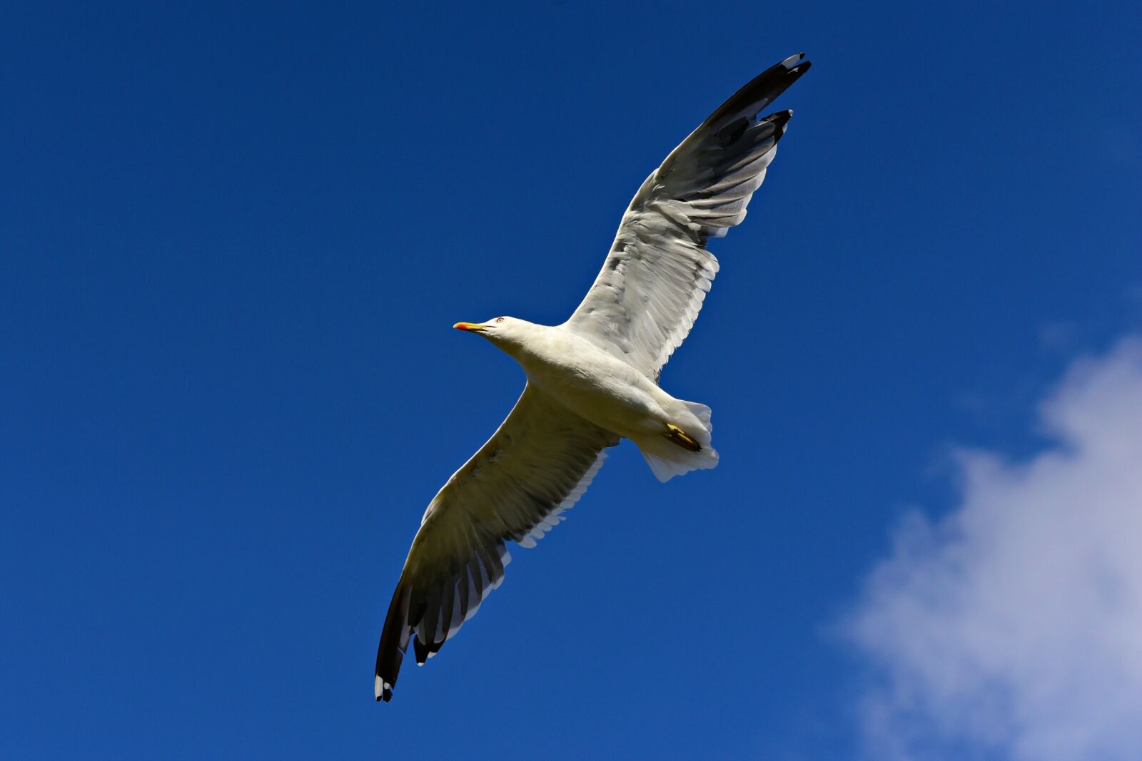 Nikon D750 sample photo. Seagull, bird, seabird photography