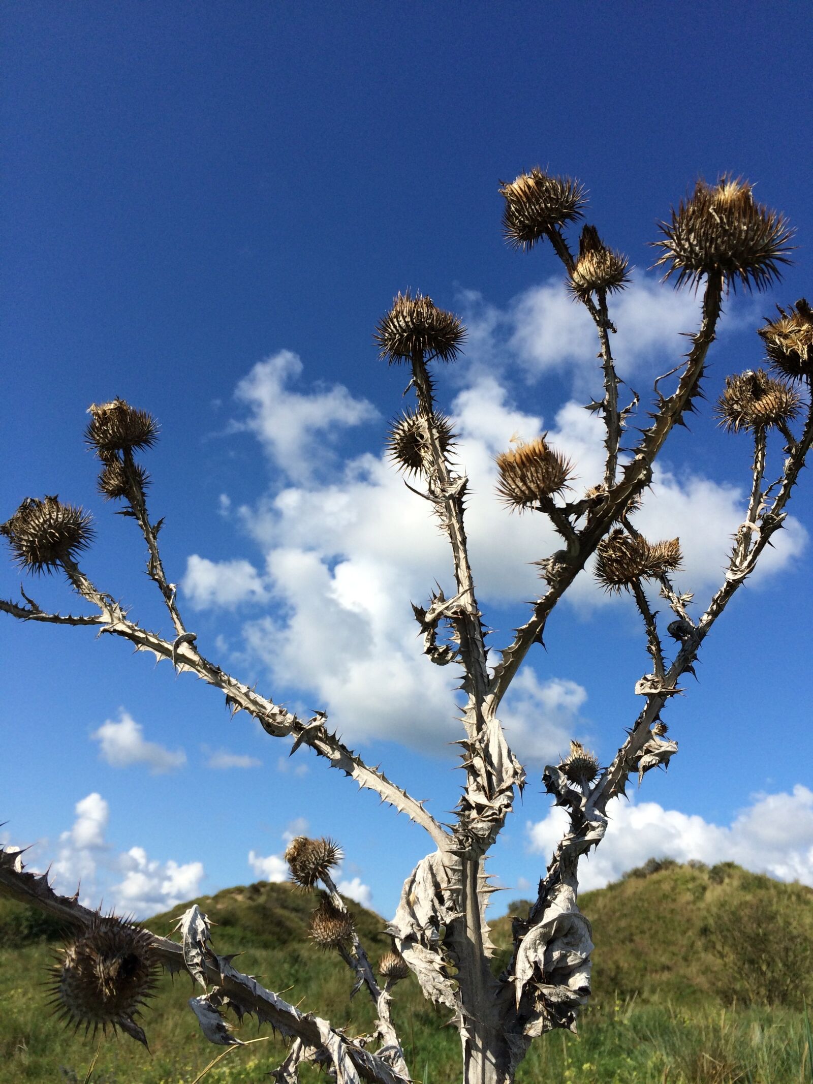 Apple iPhone 5s sample photo. Thistle, against, blue photography
