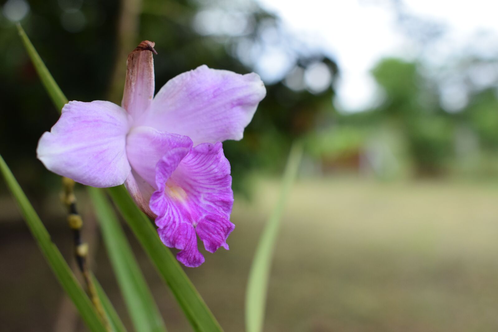 Nikon D5300 sample photo. Colombia, flowers, orchid photography