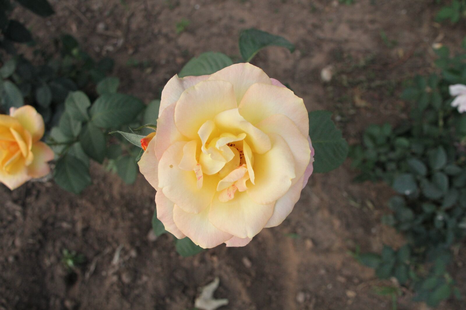 Canon EOS 7D sample photo. Chinese rose, flower, rose photography