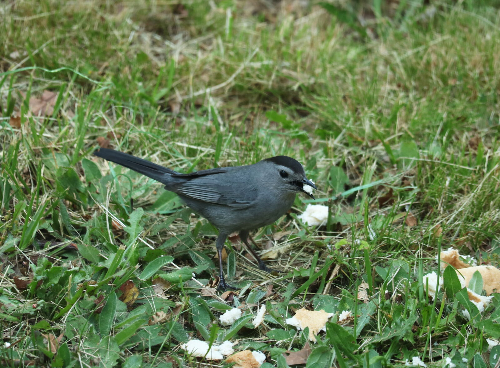 Canon EOS 760D (EOS Rebel T6s / EOS 8000D) sample photo. Animal, beak, bird, feeding photography