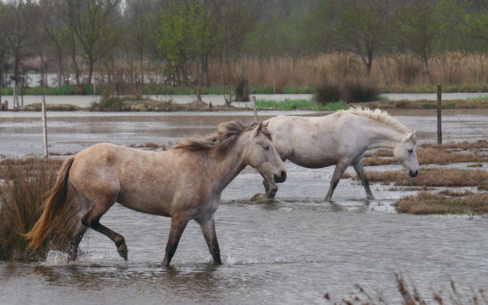 Panasonic Lumix DMC-GX7 sample photo. Animals, horses, nature photography