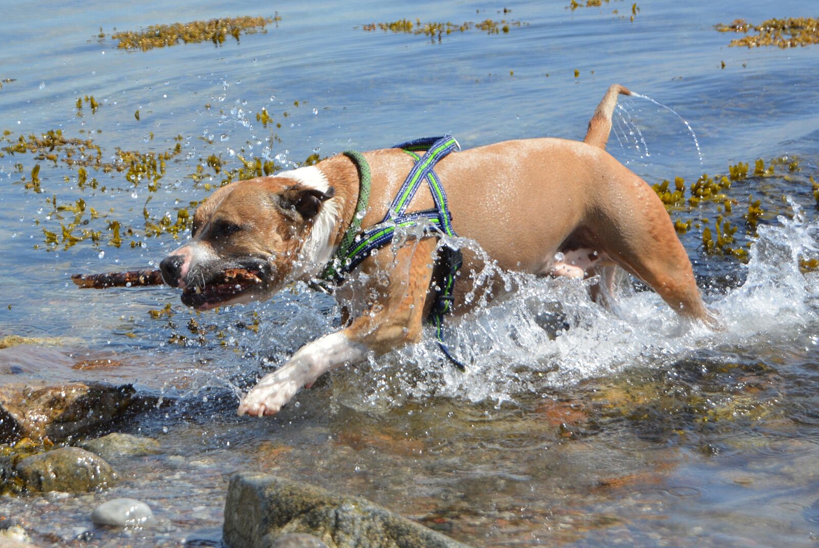 Nikon D5200 sample photo. Dog, amstaff, pitbull photography