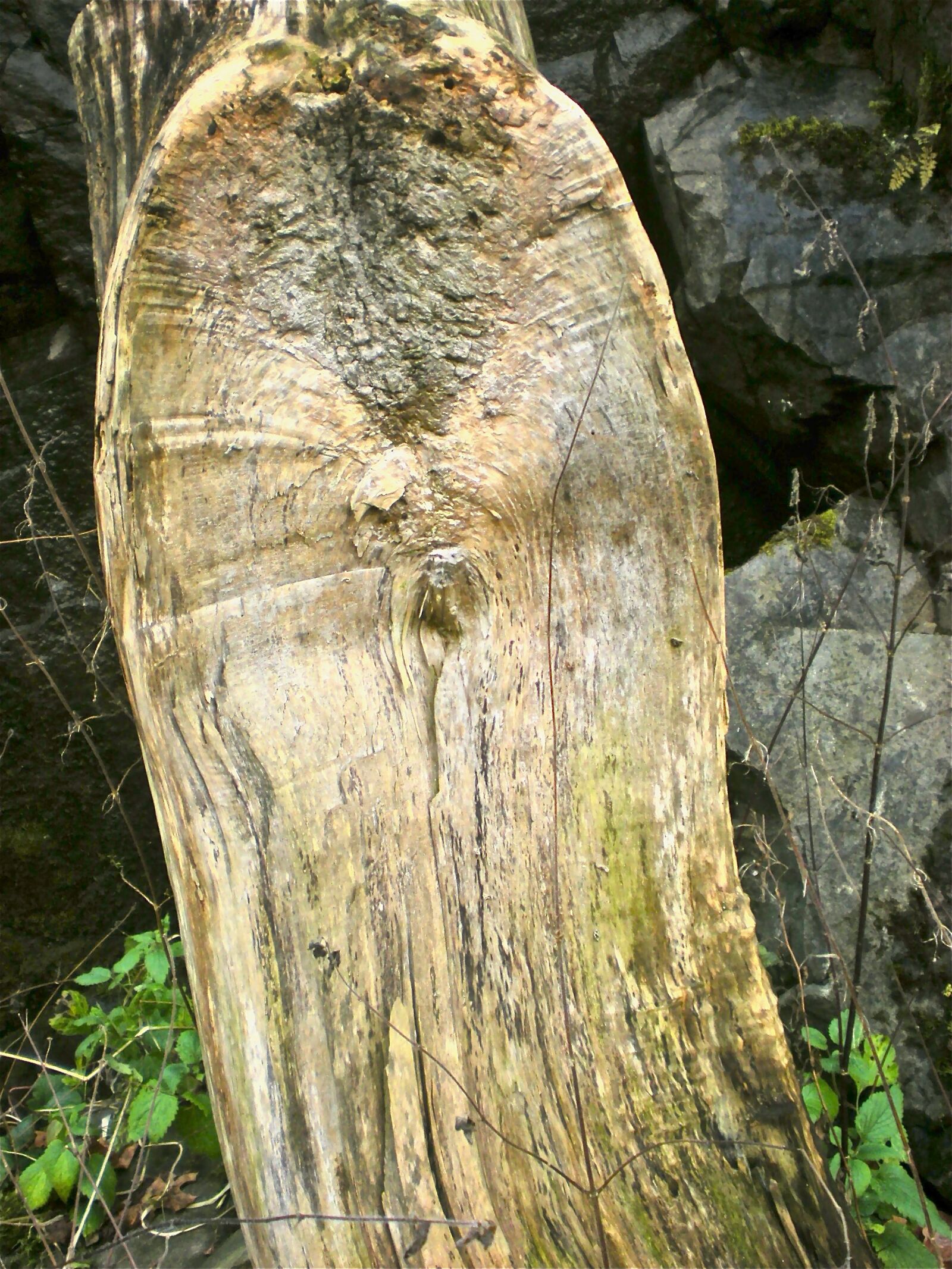 Nikon Coolpix S210 sample photo. Tree, wood, nature photography