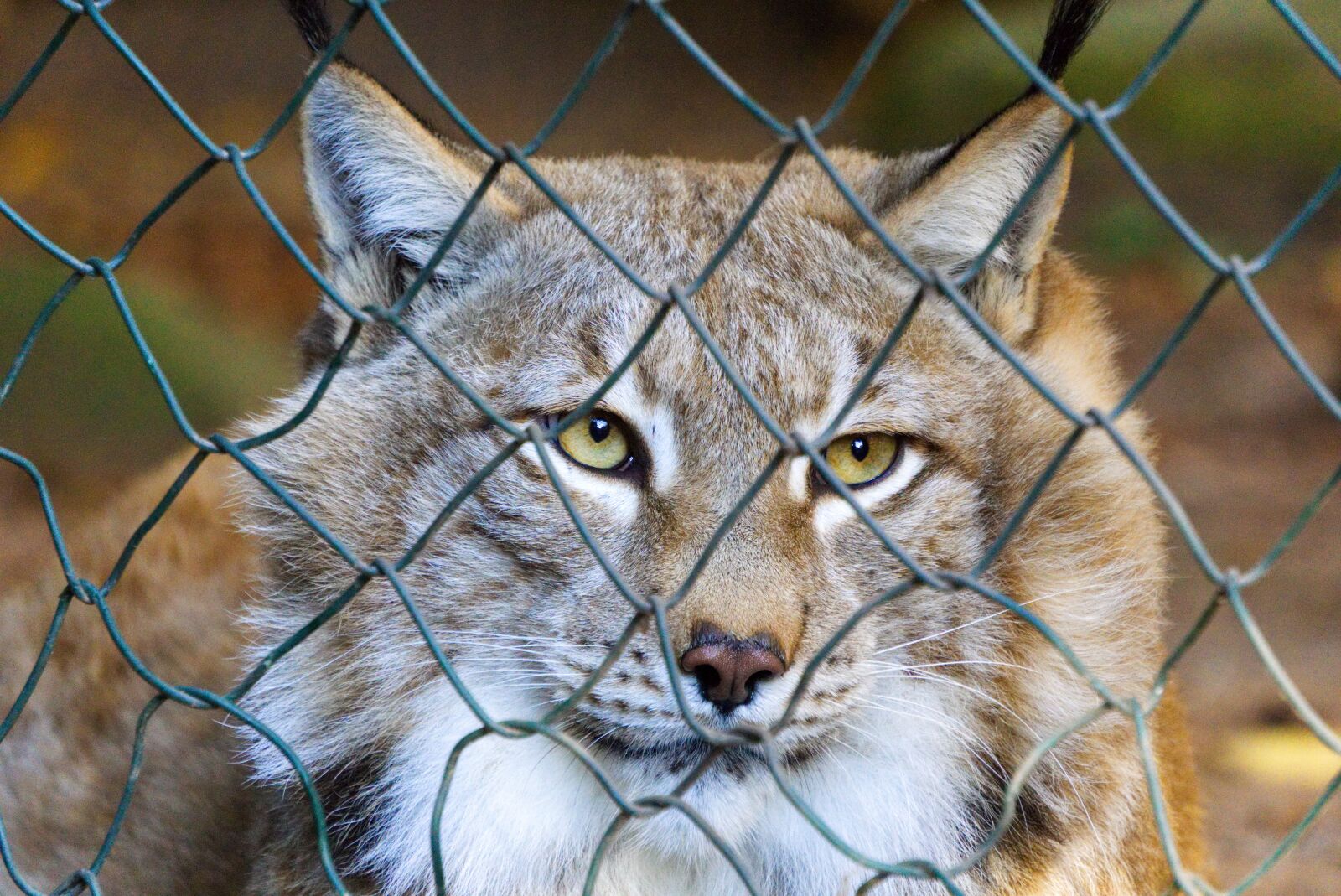 Sony a6000 sample photo. Lynx, imprisoned, enclosure photography