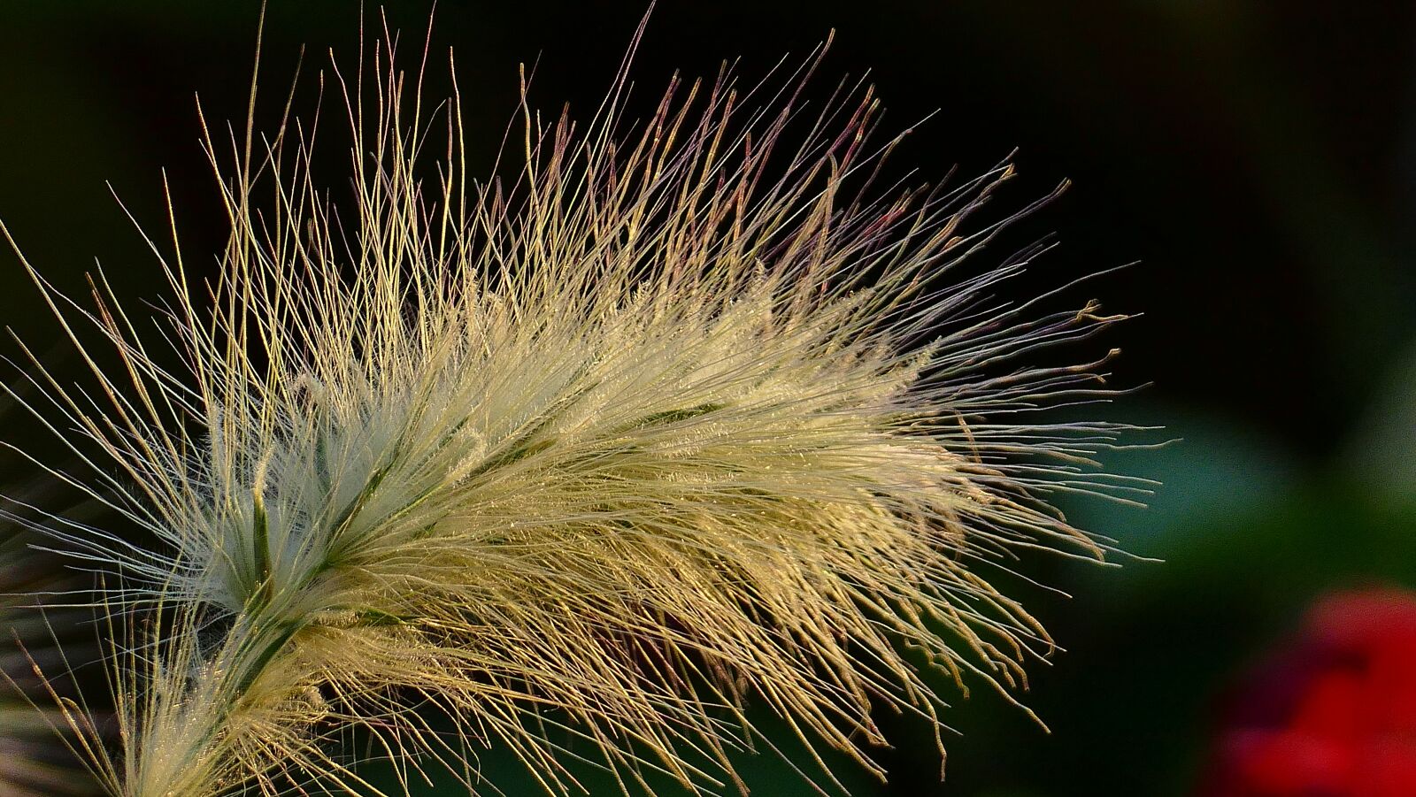Panasonic Lumix DMC-FZ1000 sample photo. Blade of grass, ear photography