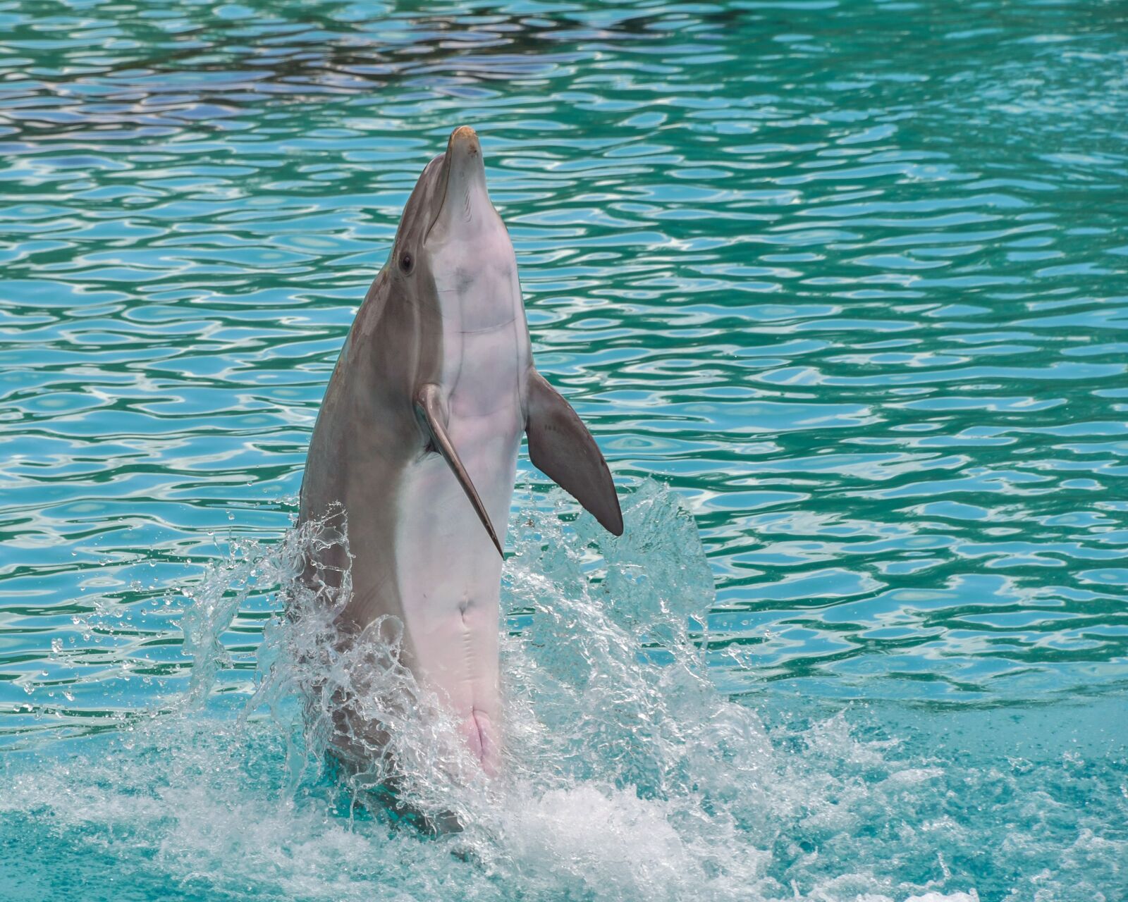 Nikon D500 sample photo. Dolphin, standing, back photography