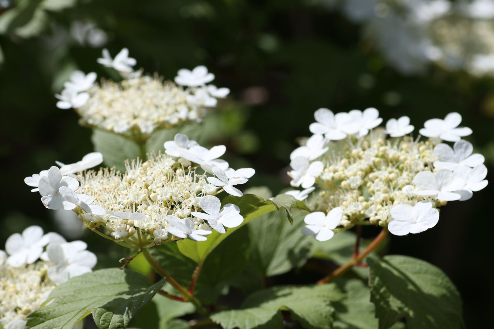 Tamron SP 90mm F2.8 Di VC USD 1:1 Macro sample photo. Viburnum, flowers, bush photography