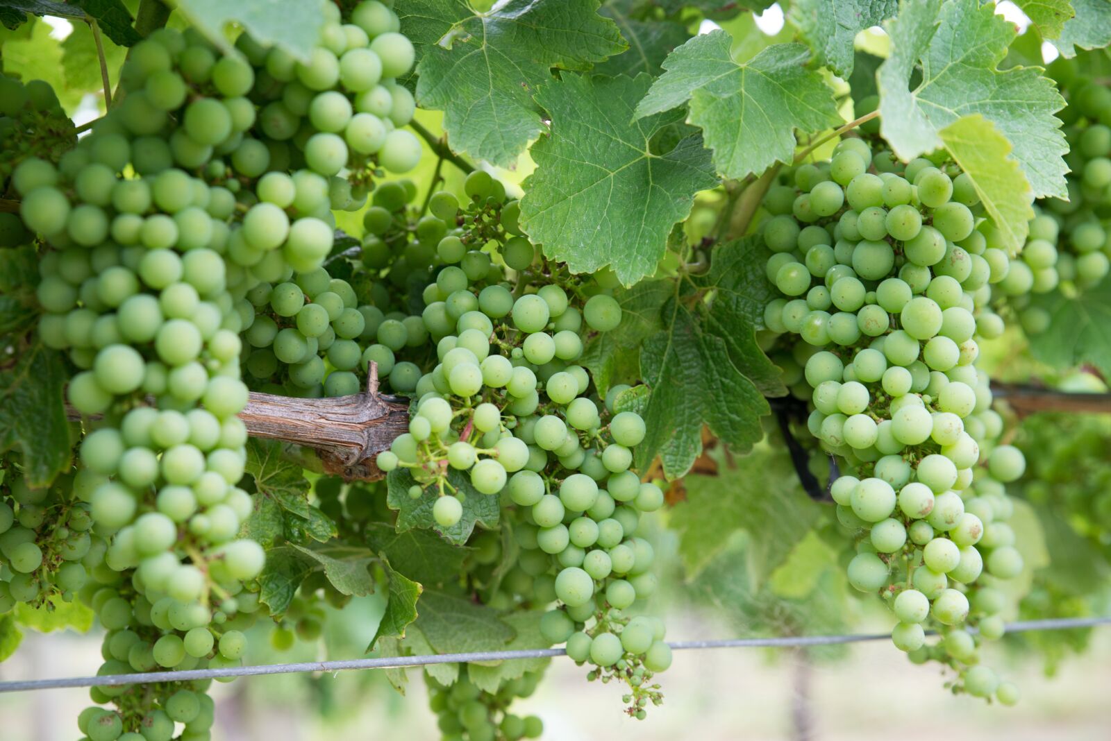 Nikon D610 sample photo. Grapes, chardonnay, vineyard photography