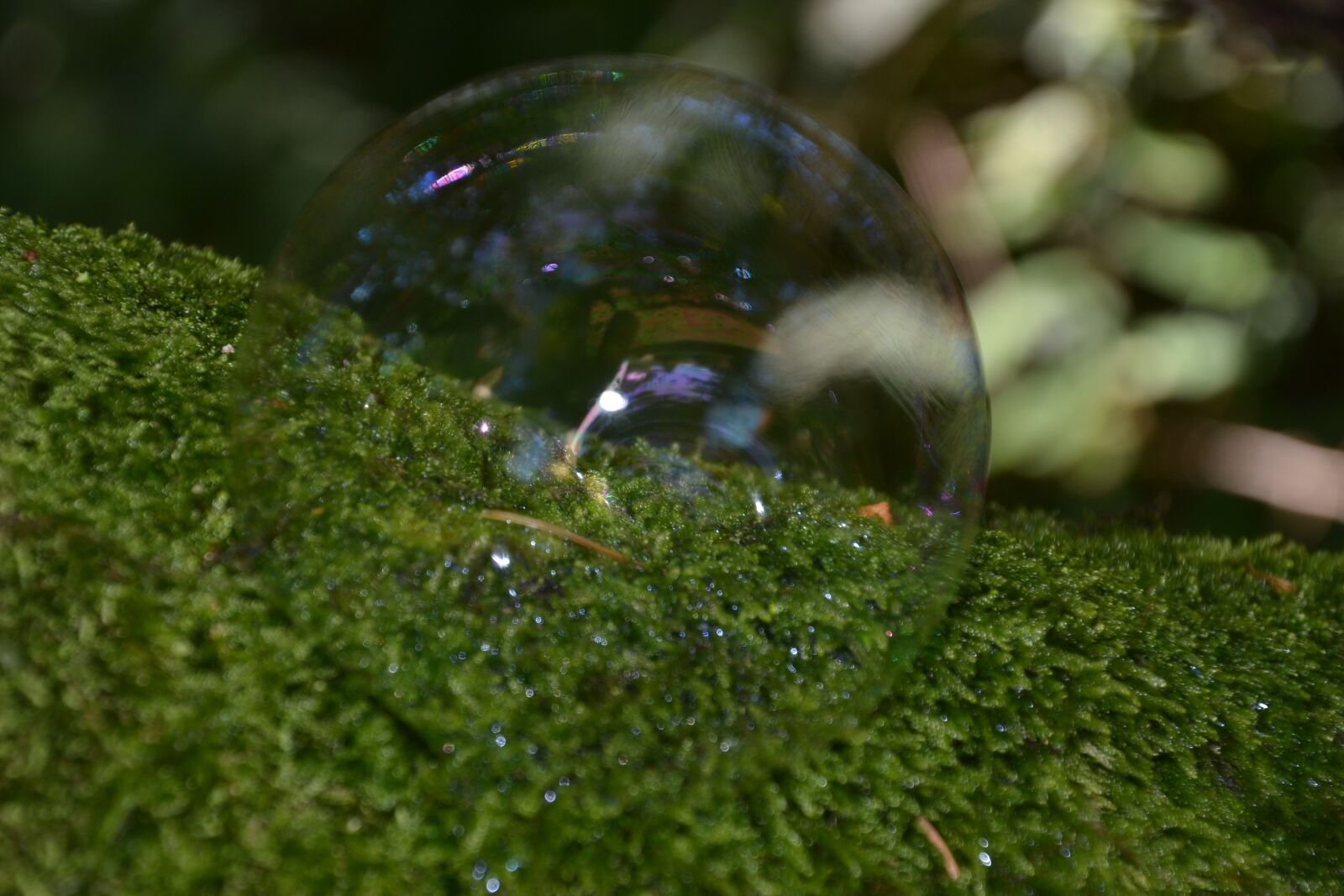 Nikon D3100 sample photo. Soap bubble, tree, moss photography