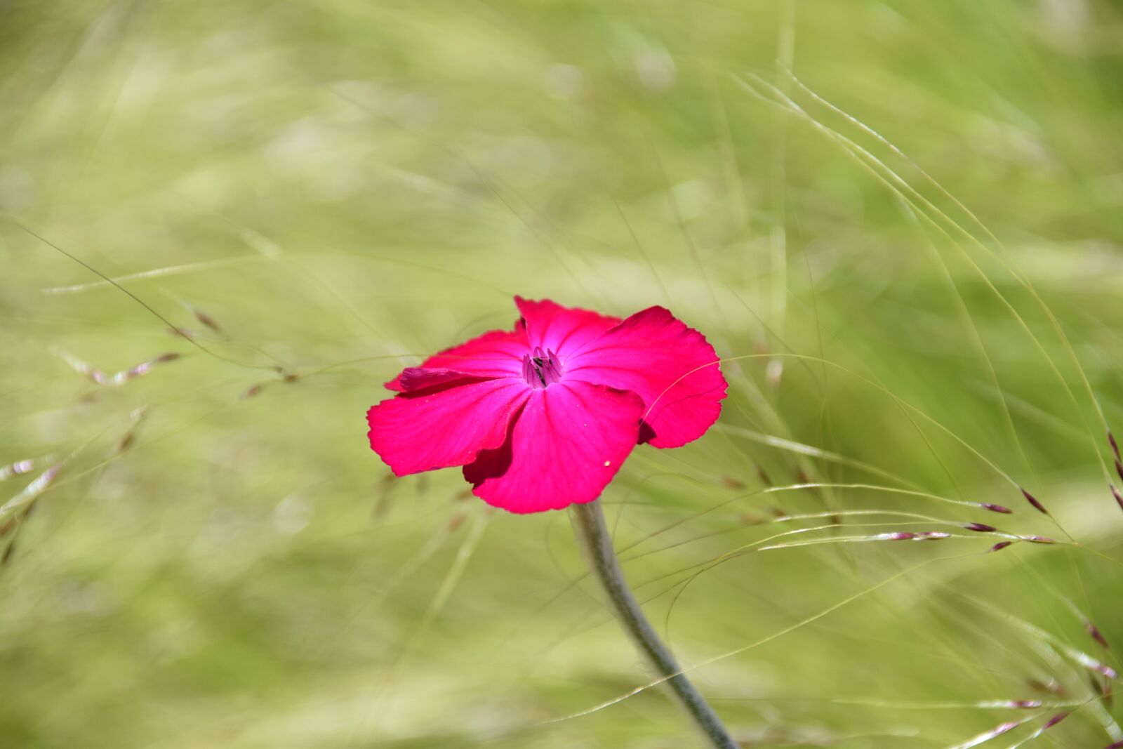 Nikon D5600 sample photo. Flower, pink flower, plant photography