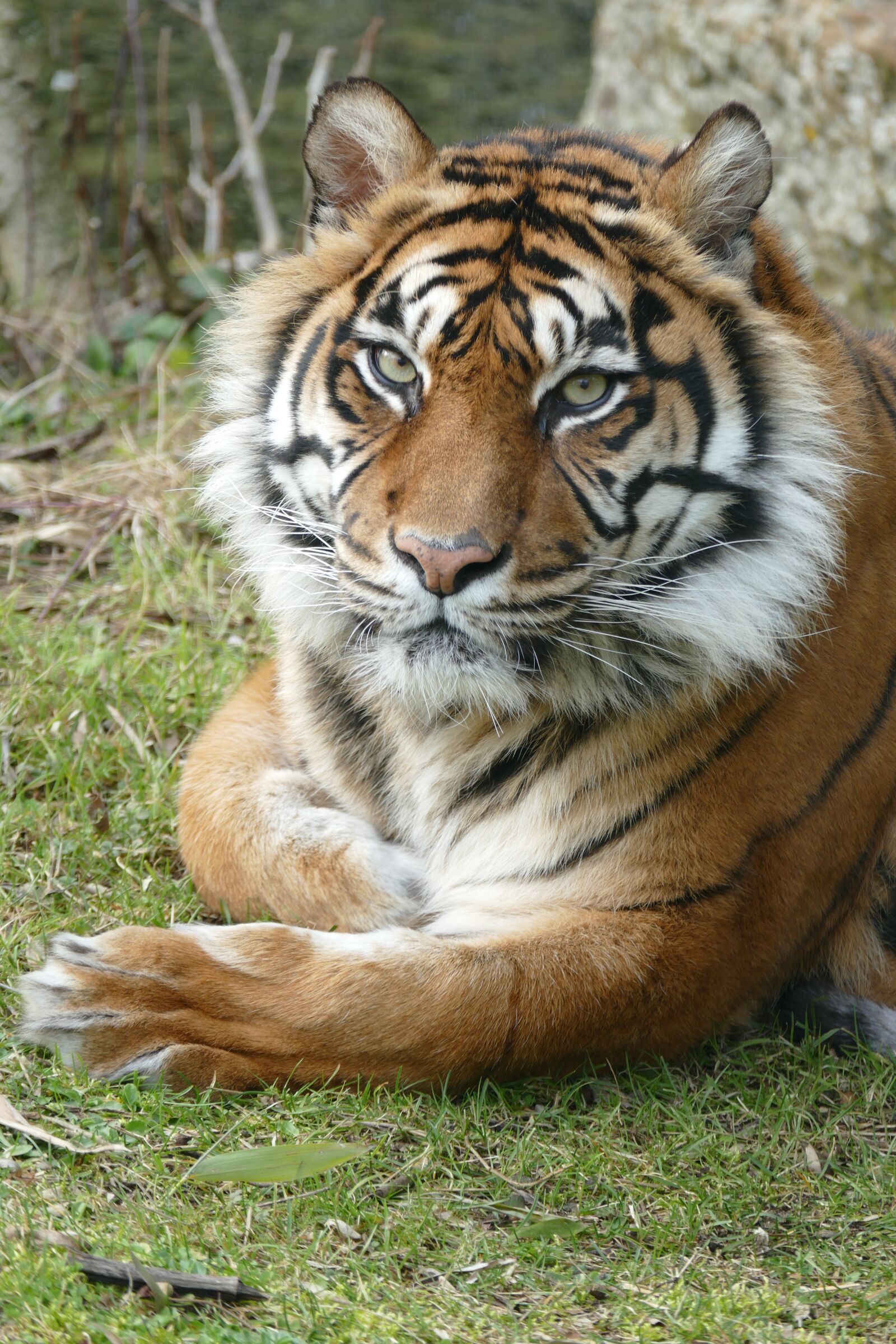 Panasonic Lumix DMC-FZ1000 sample photo. Tiger, sumatra, female photography