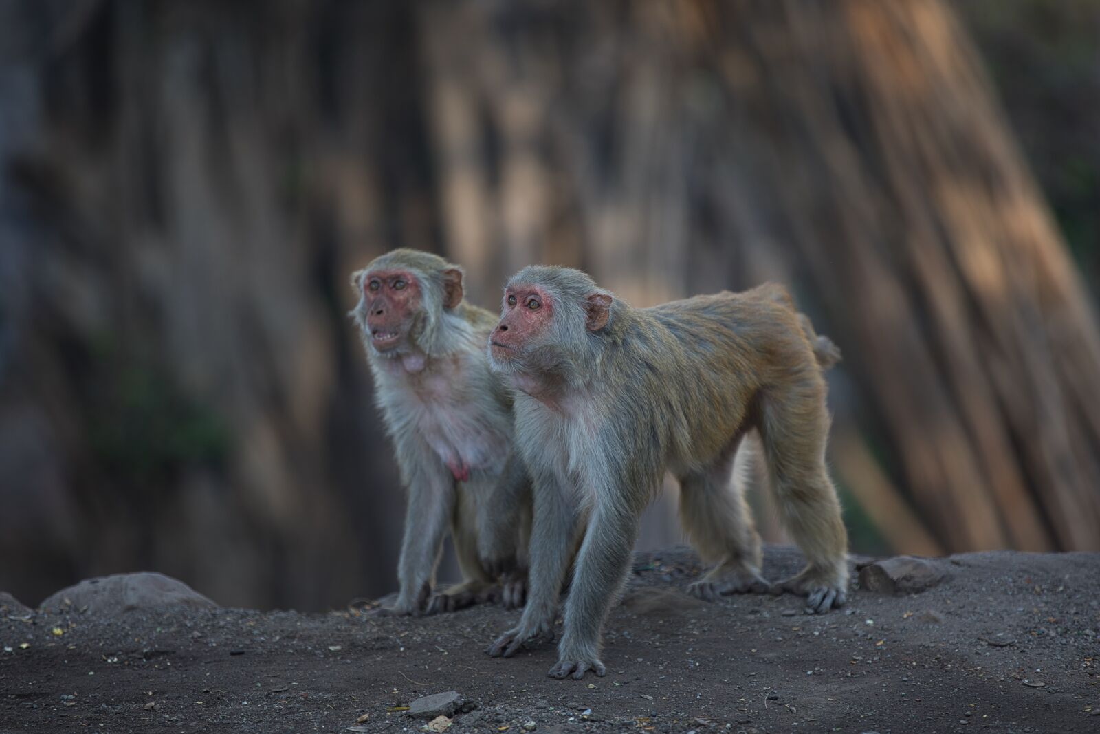 Canon EF 70-200mm F2.8L IS II USM sample photo. Monkey, animal, gorilla photography
