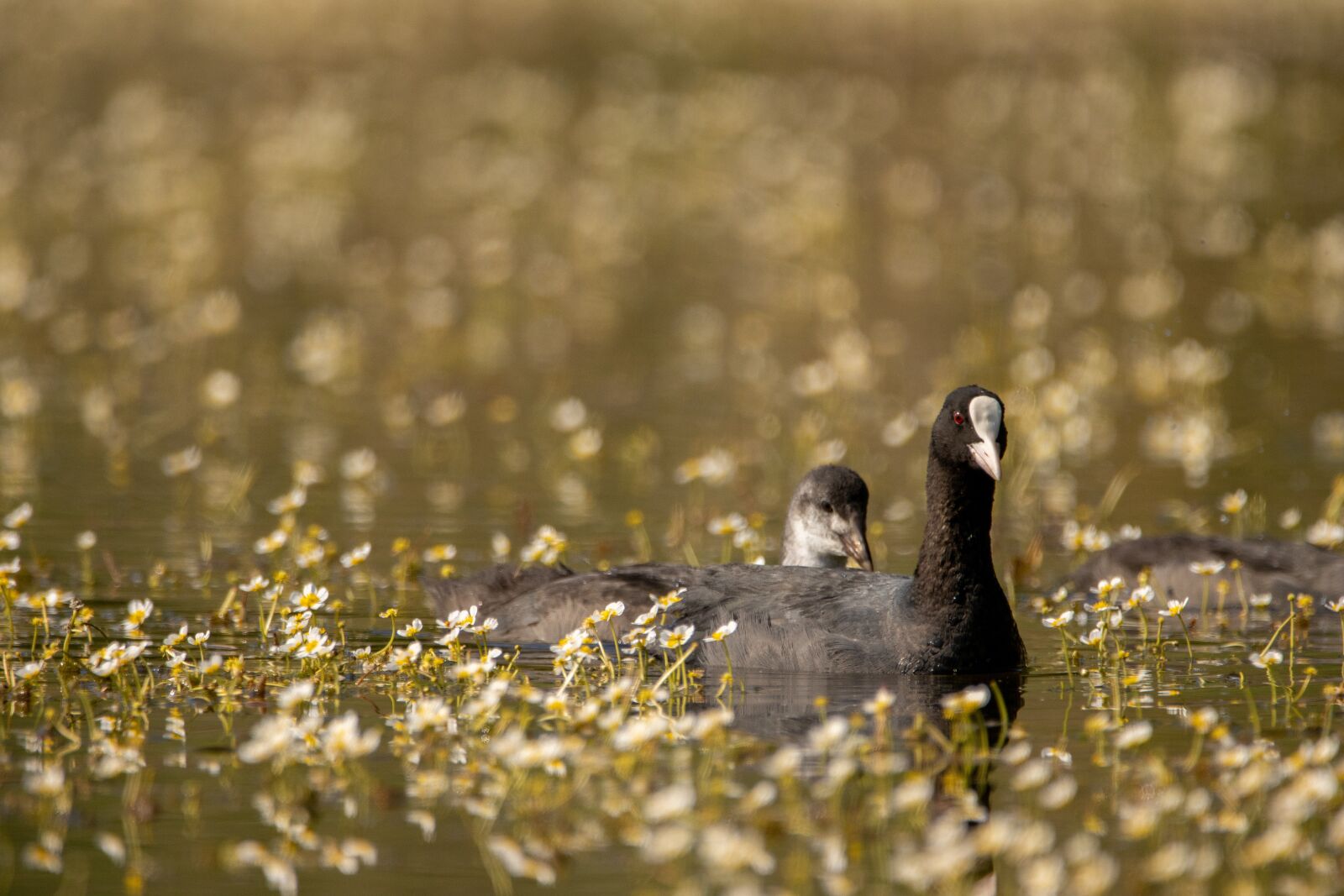 Canon EOS 90D sample photo. Coot, young, nature photography