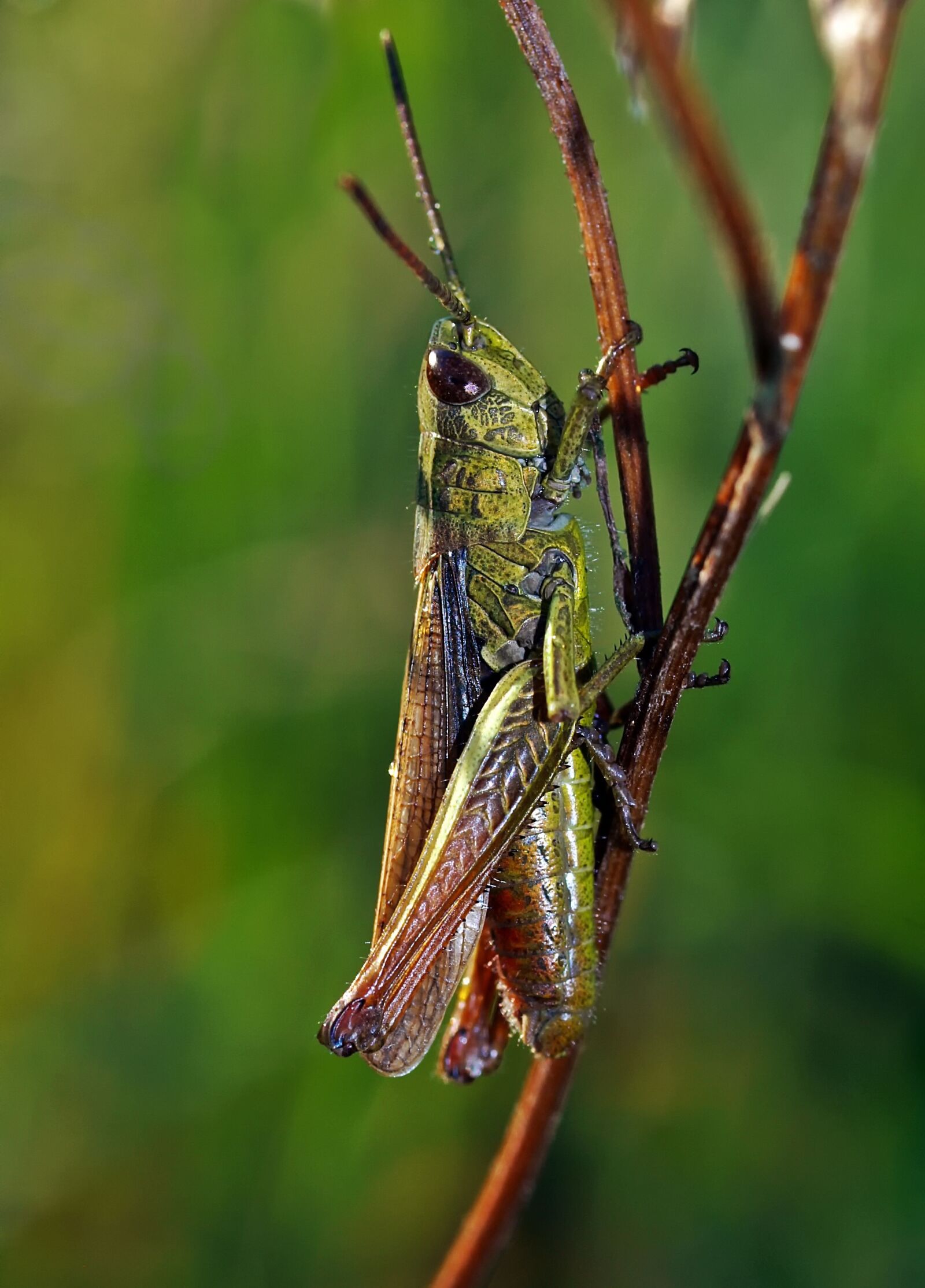Olympus E-520 (EVOLT E-520) sample photo. Meadow grasshopper, males, chorthippus photography