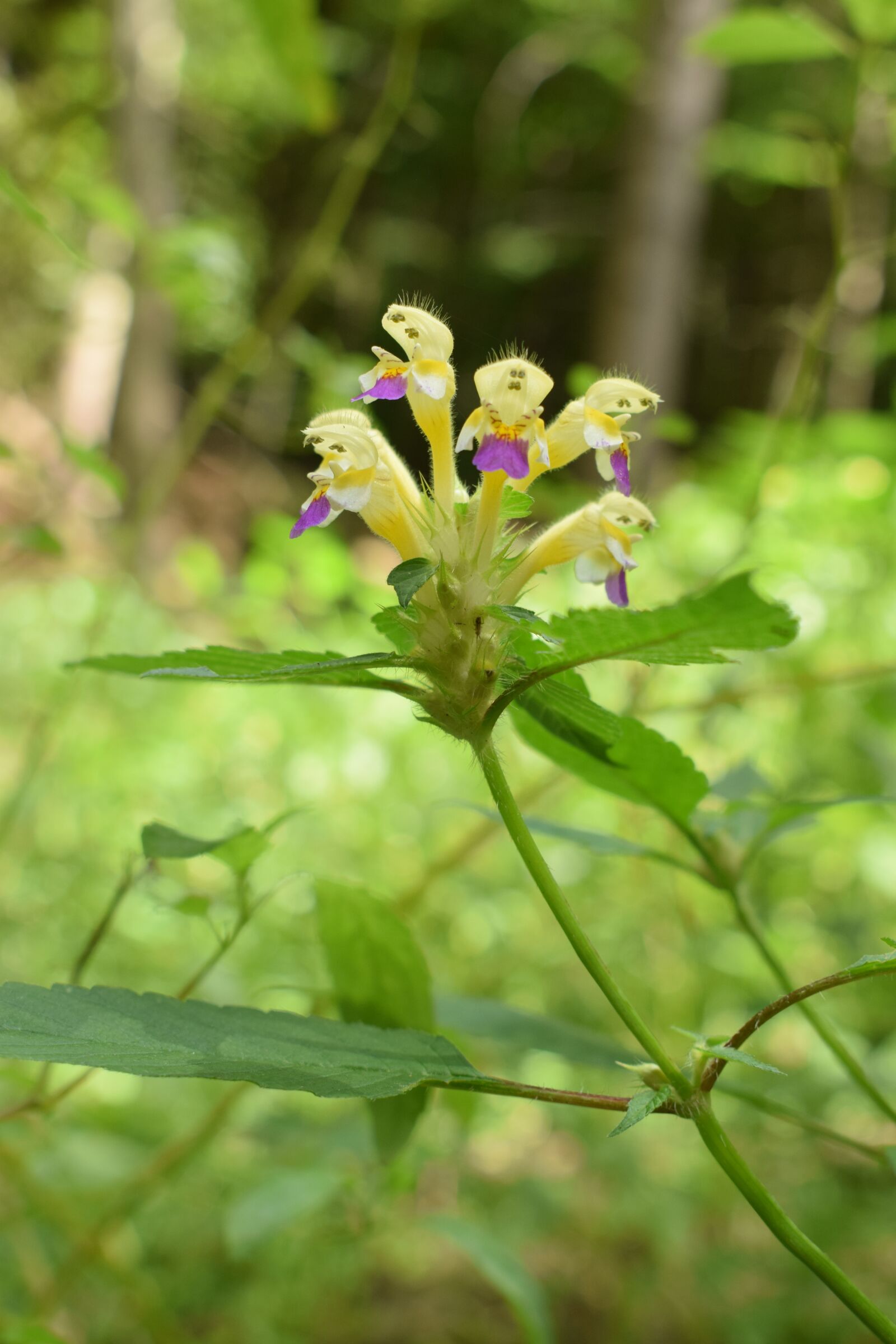 Nikon D3300 sample photo. Forest, flower, nature photography
