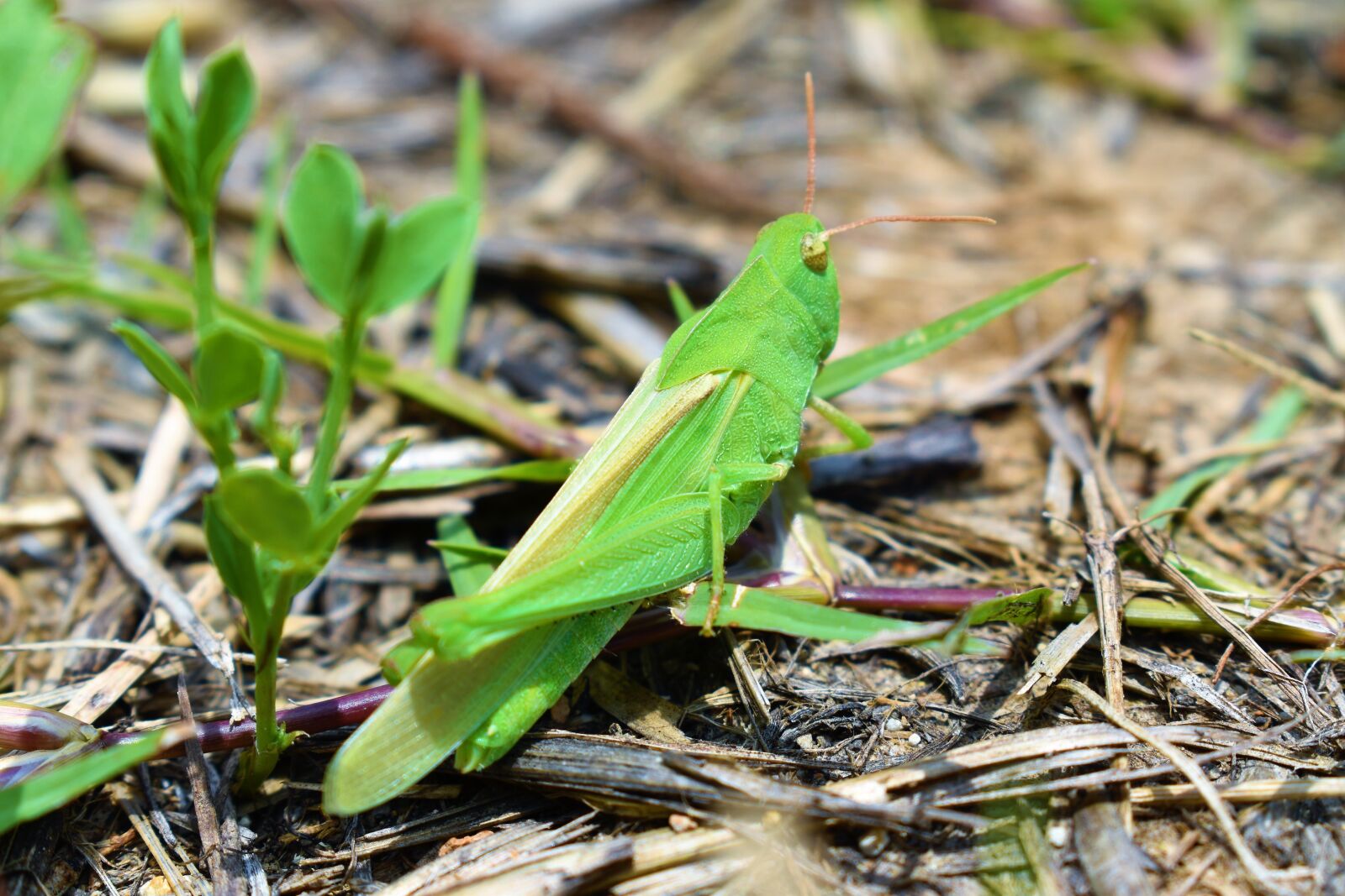 Nikon D3500 sample photo. Grasshopper, locust, camouflage photography