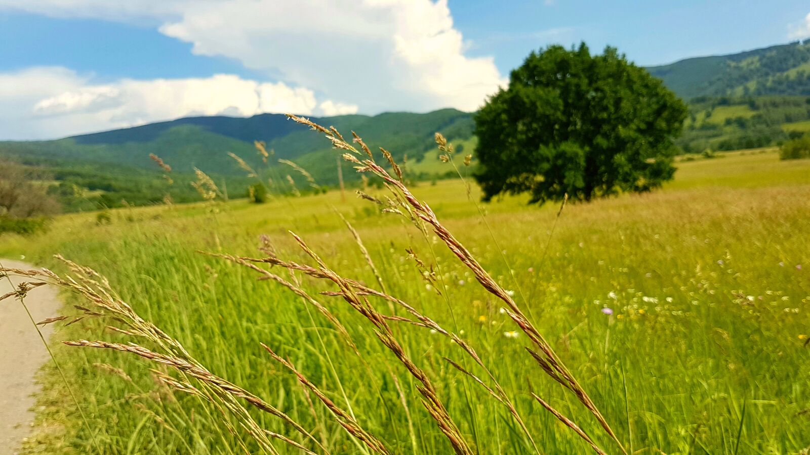 Samsung Galaxy S7 sample photo. Tree, lan, hills photography