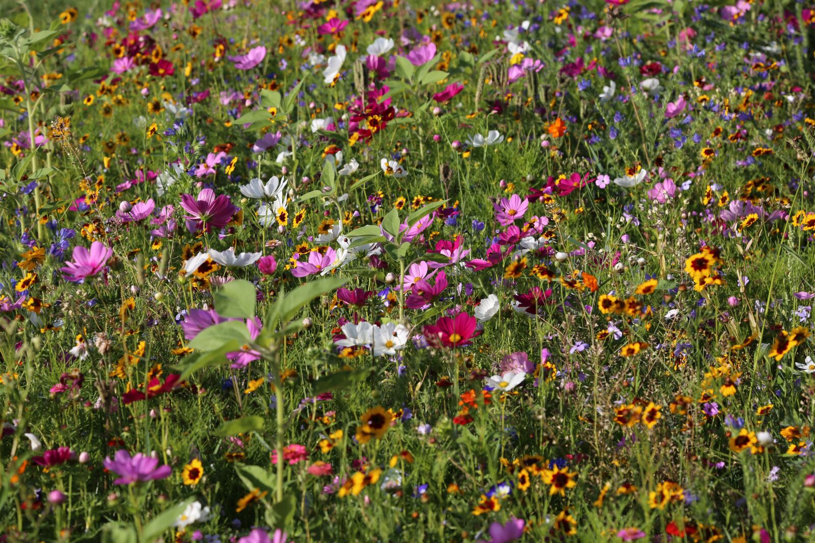 Canon EF 24-105mm F4L IS USM sample photo. Flowers, meadow, flower meadow photography
