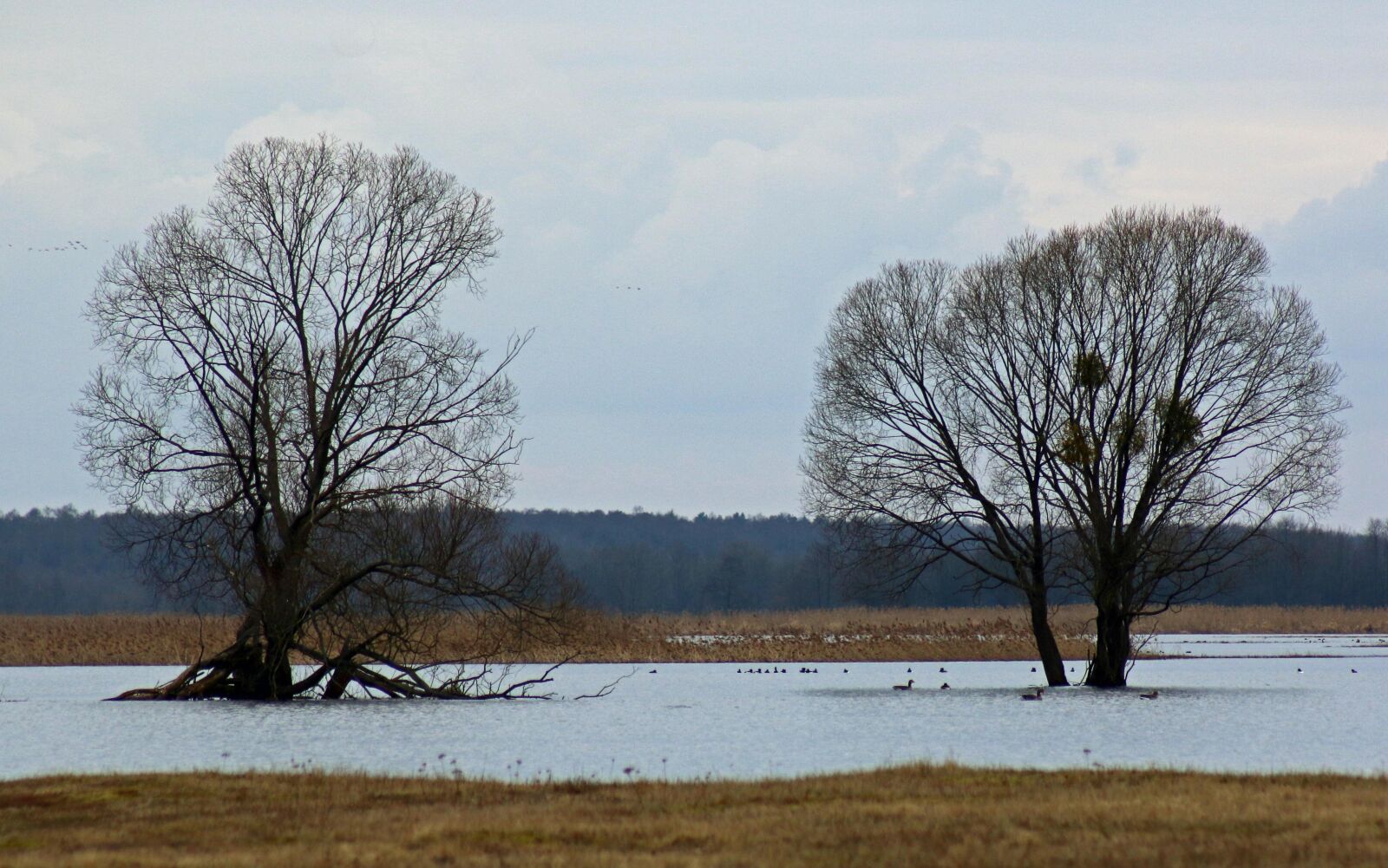 Canon EOS 70D sample photo. Tree, river, water photography