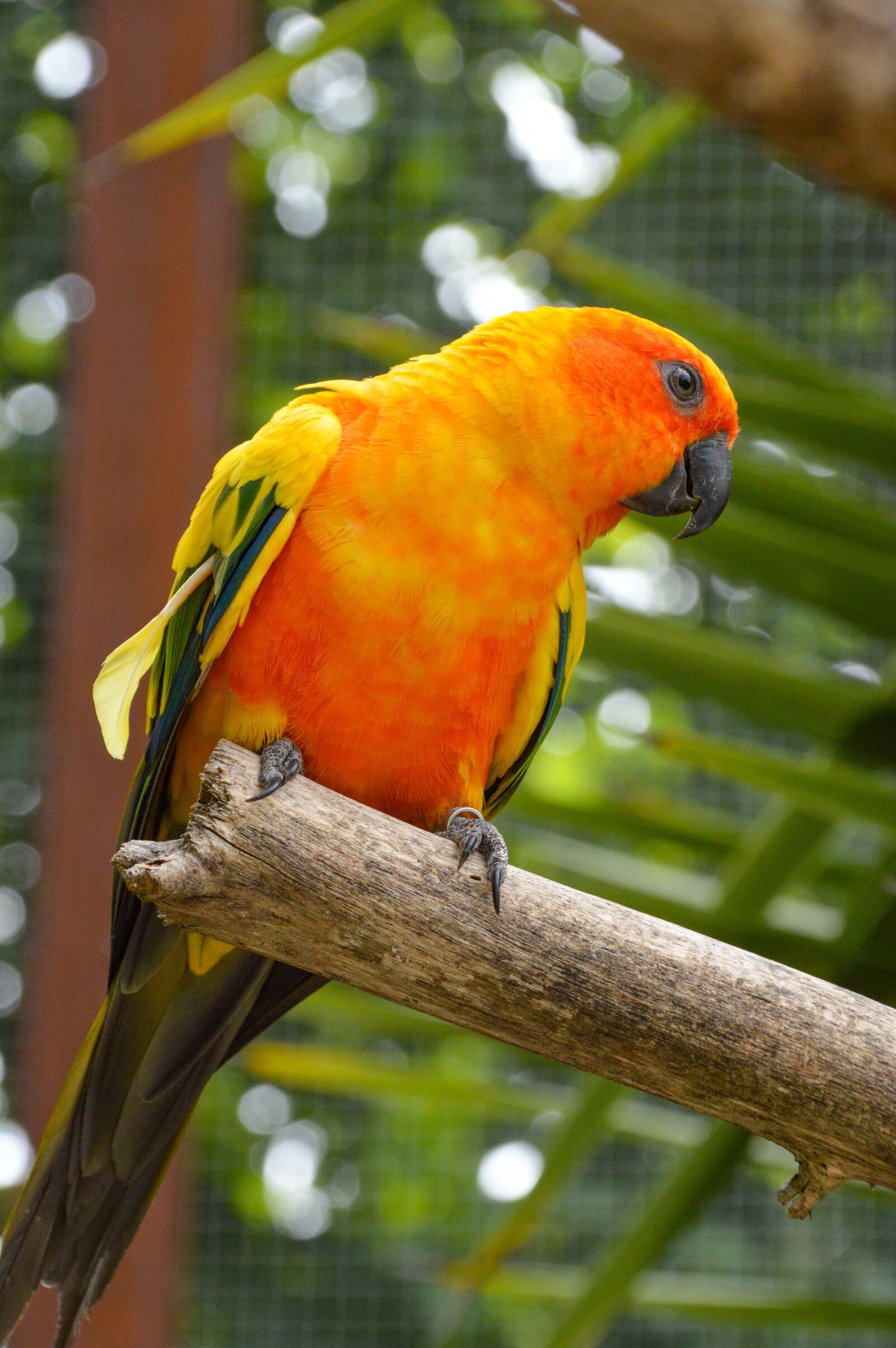Nikon D3200 sample photo. Conure, bird, parrot photography