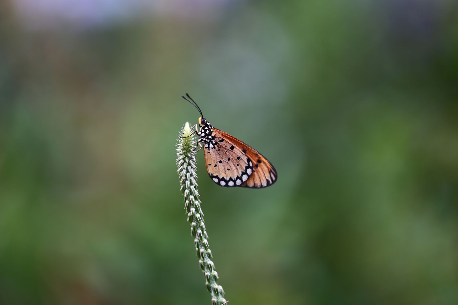 Canon EF 100mm F2.8L Macro IS USM sample photo. Insect, nature, butterfly photography