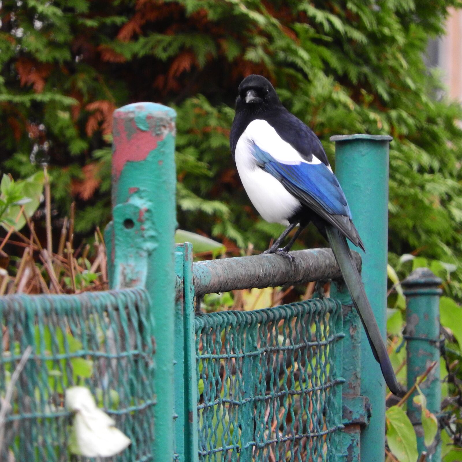 Nikon Coolpix P610 sample photo. Magpie, a bird in photography