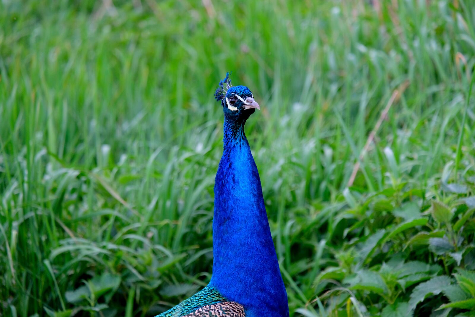Fujifilm X-T20 sample photo. Peacock, bird, pride photography