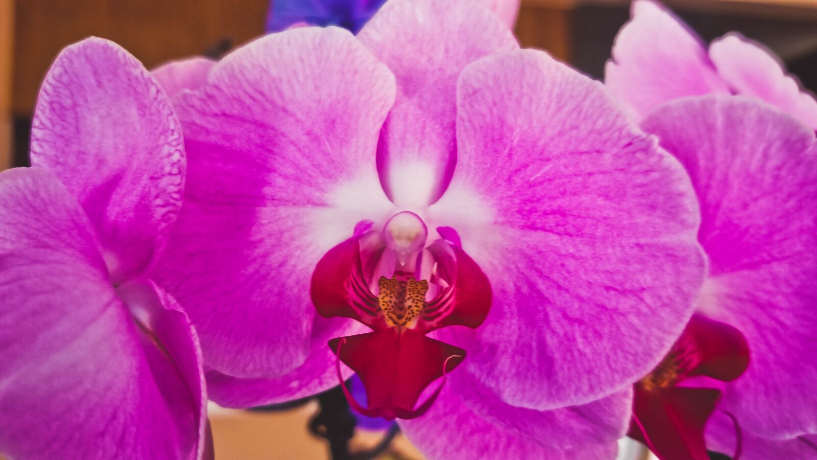 Samsung Galaxy S8 sample photo. Orchid, flower, spring photography