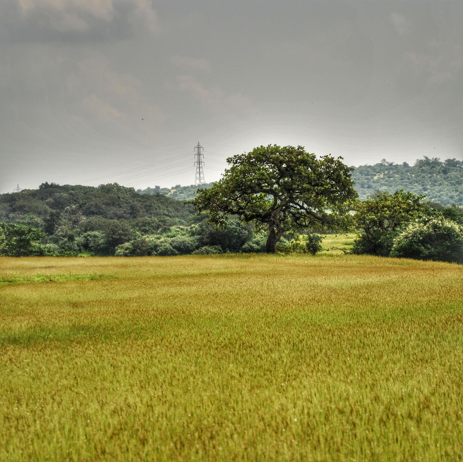 Nikon D3000 sample photo. India, nature photography