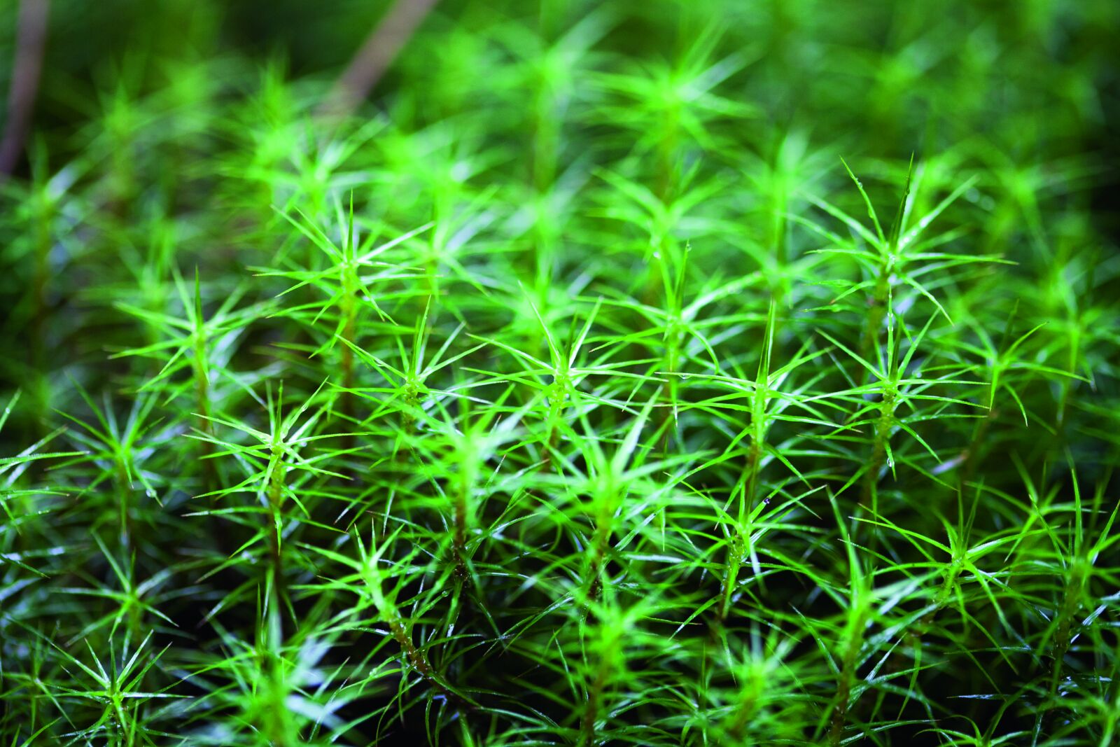 Canon EOS 5D Mark II sample photo. Moss, nature, autumn photography