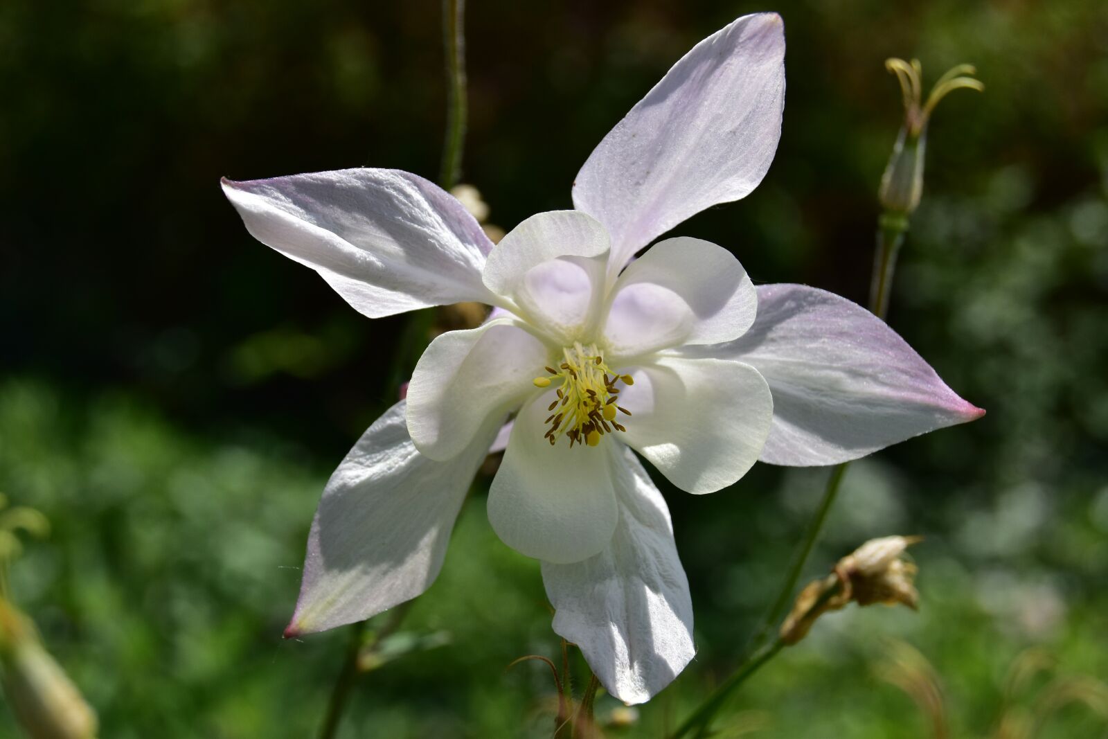 Nikon D5600 sample photo. Columbine, plant, flower photography