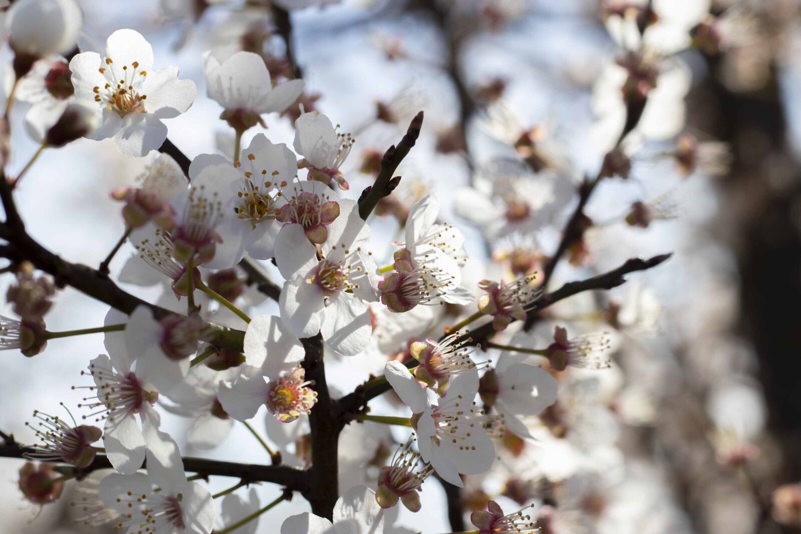 Canon EF 50mm F1.8 STM sample photo. Flowers, spring, flower photography