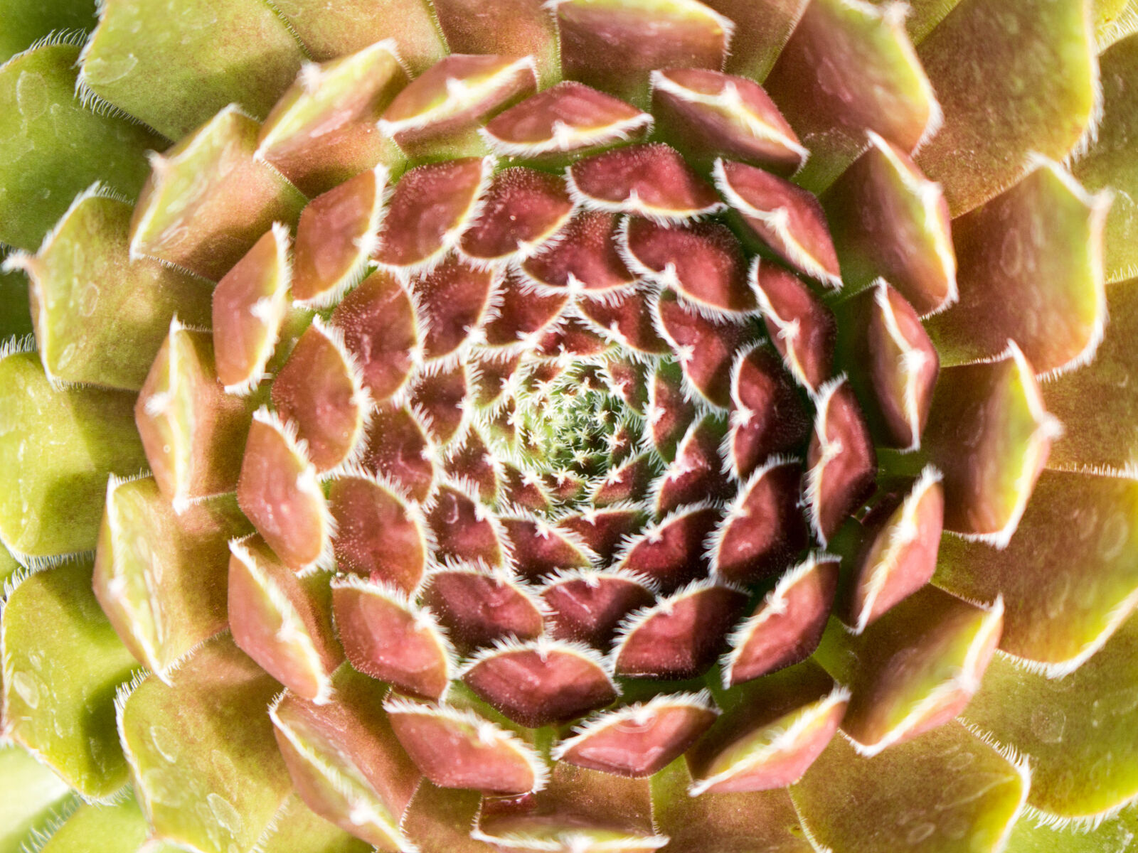 Canon EOS 700D (EOS Rebel T5i / EOS Kiss X7i) sample photo. Abstract, cactus, plant, centre photography