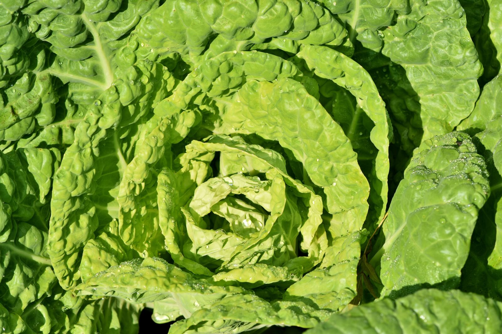 Nikon D7200 sample photo. Kohl, cabbage, vegetables photography