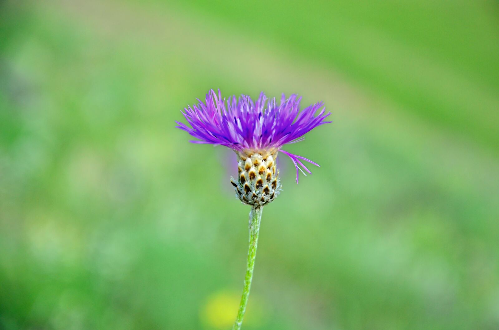 Nikon D5100 sample photo. Nature, flower, plant photography