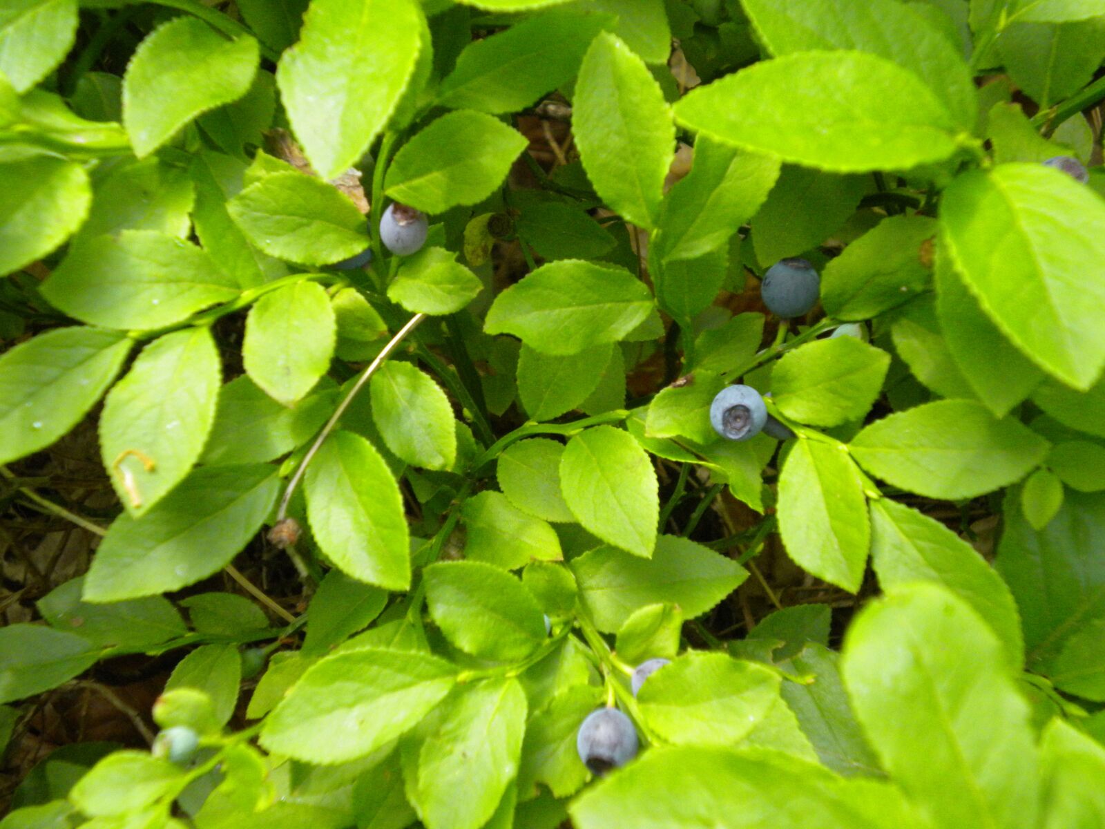 Nikon Coolpix S230 sample photo. Nature, berries, organic photography