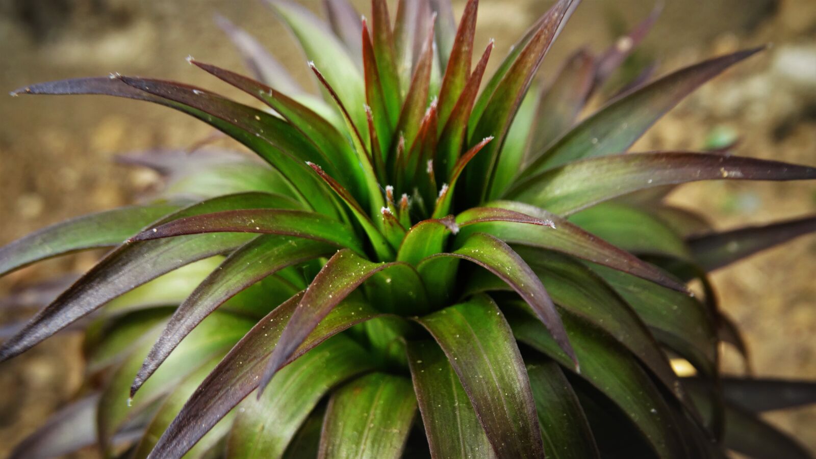 Sony Cyber-shot DSC-HX300 sample photo. Plant, lily, botany photography